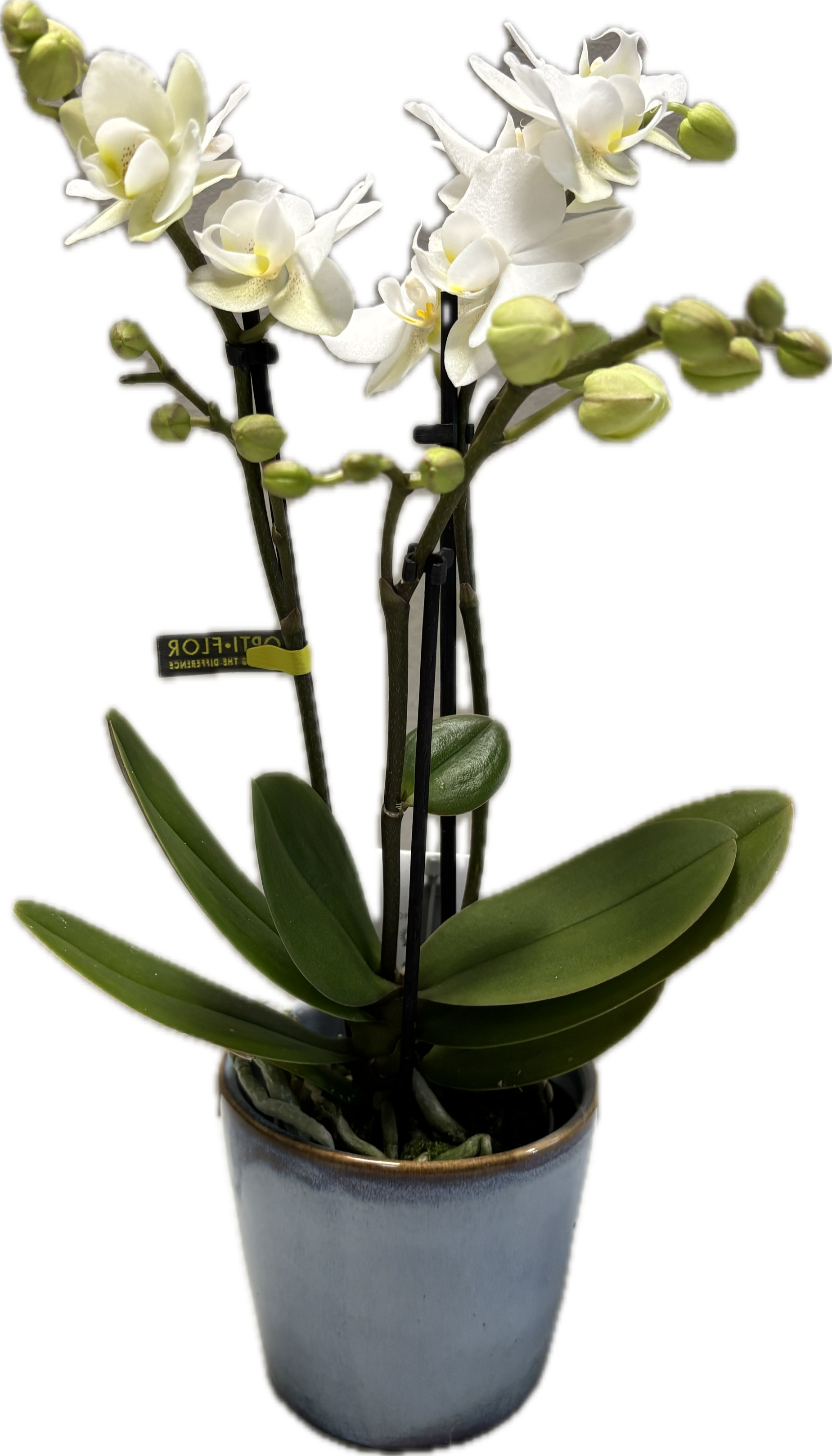 Kamerplanten verpotten: stapsgewijs uitleg voor jouw kamerplant