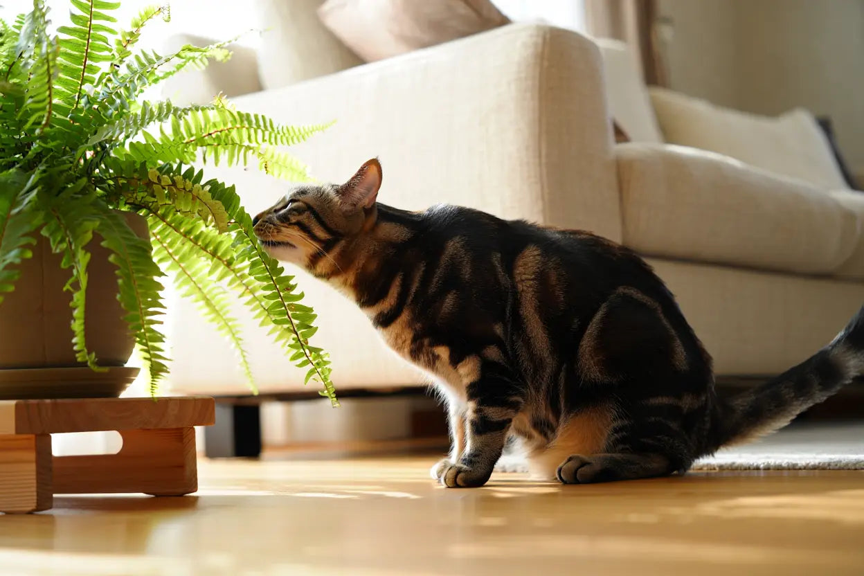 Huisdiervriendelijke kamerplanten kopen? Niet-giftige planten