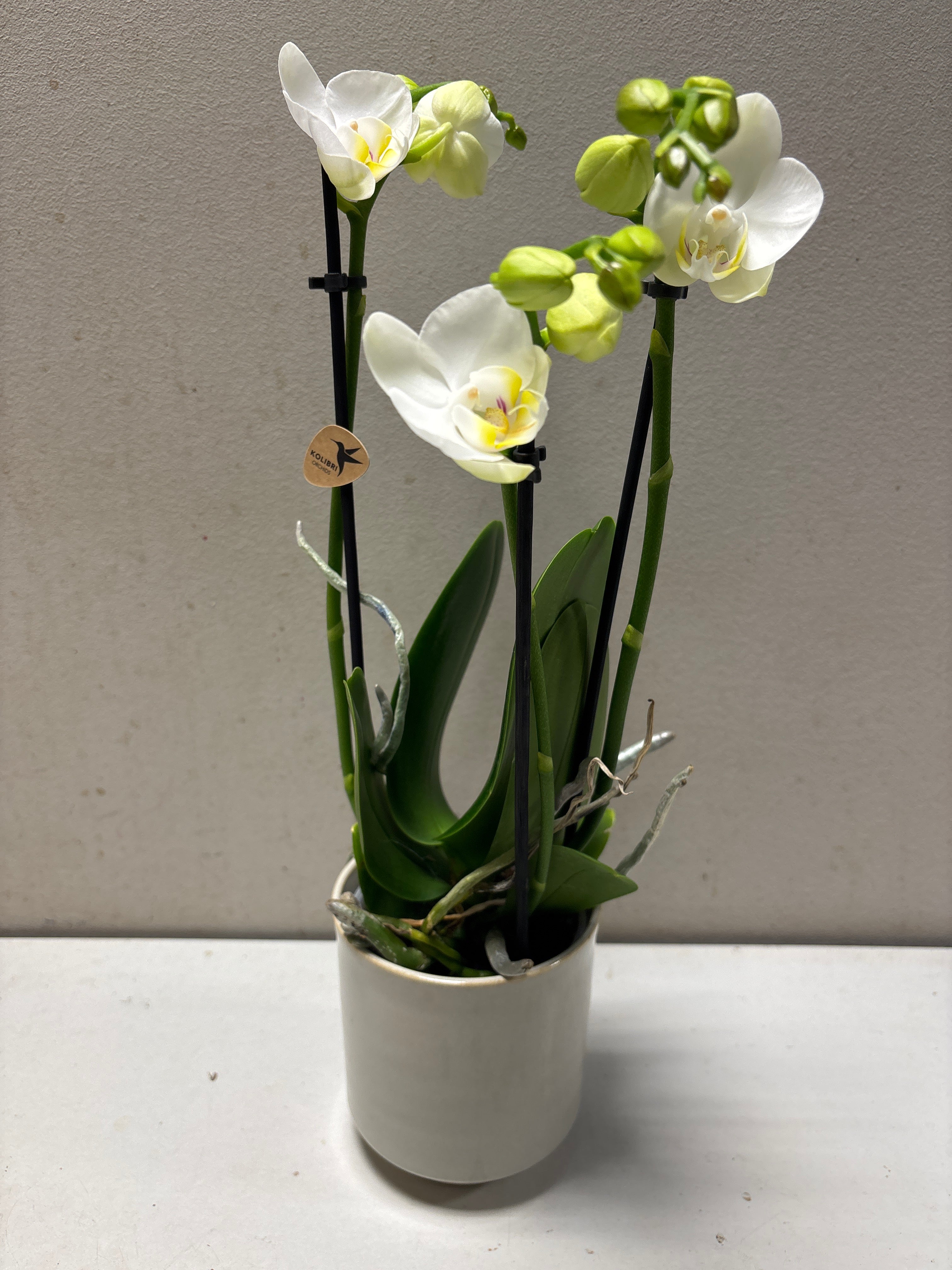 Mini orchidee in witte bolpot – compacte phalaenopsis van 40 cm hoog