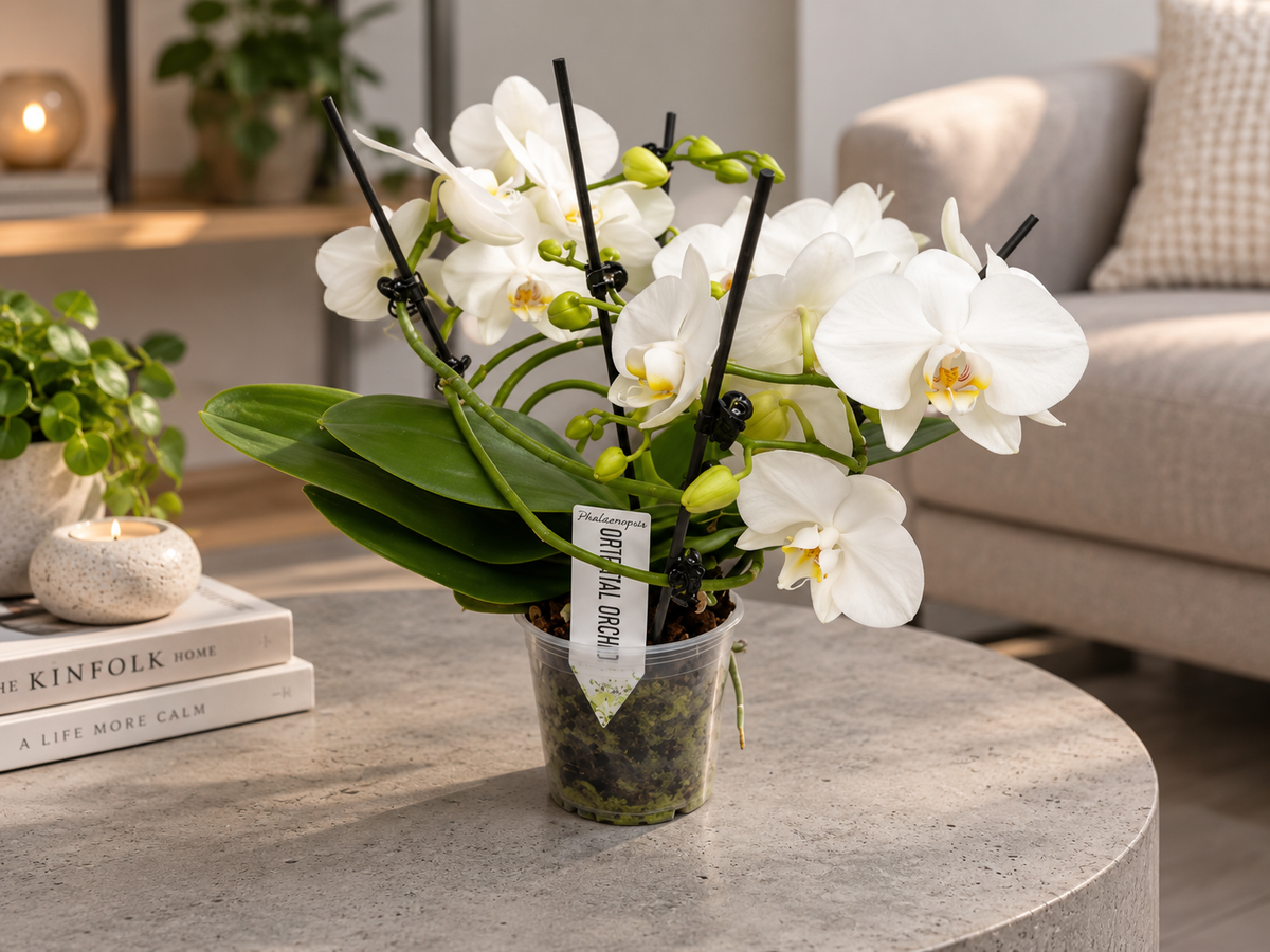 Orchidee twister wit zonder pot