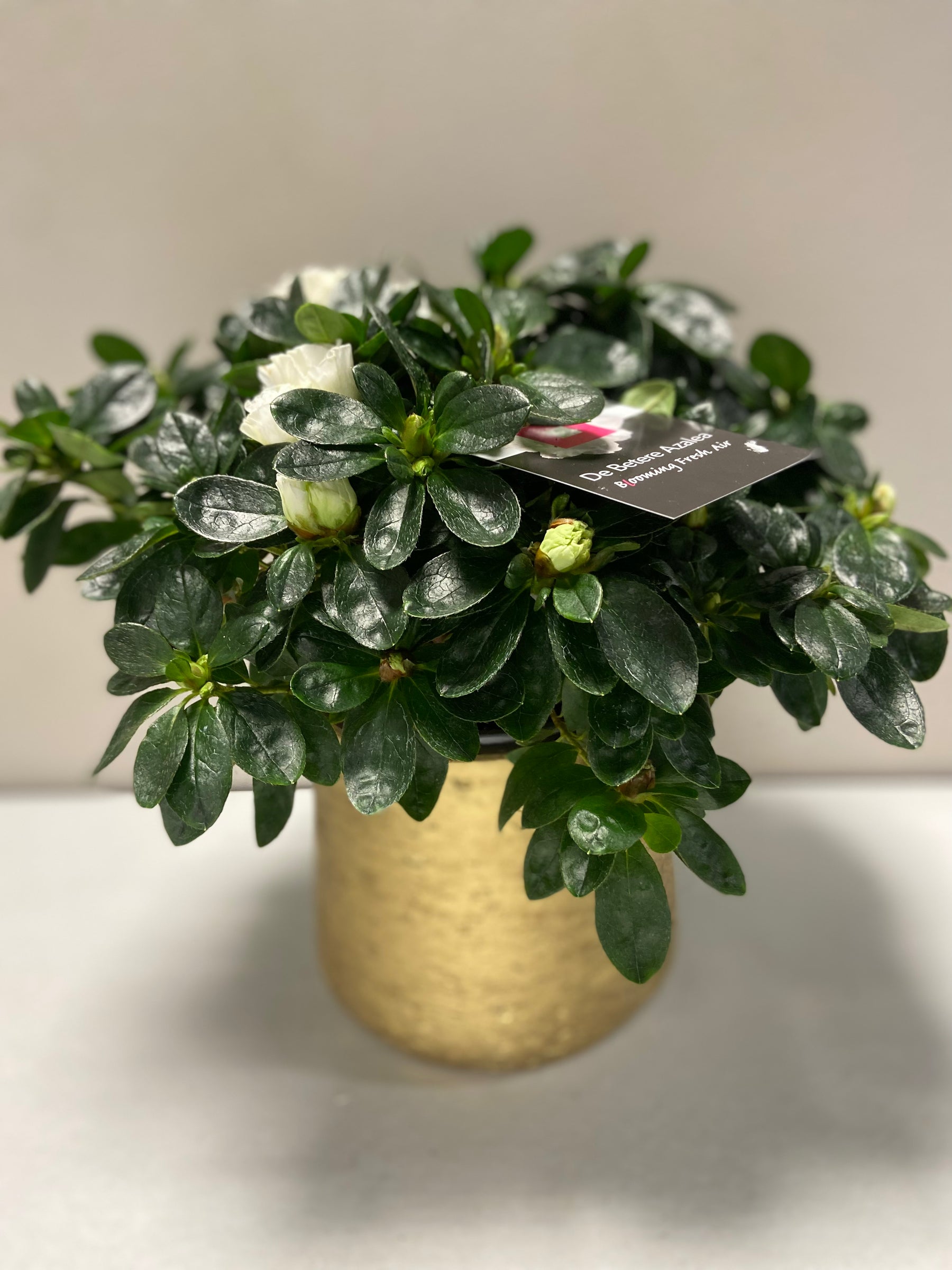 Azalea wit met gouden pot