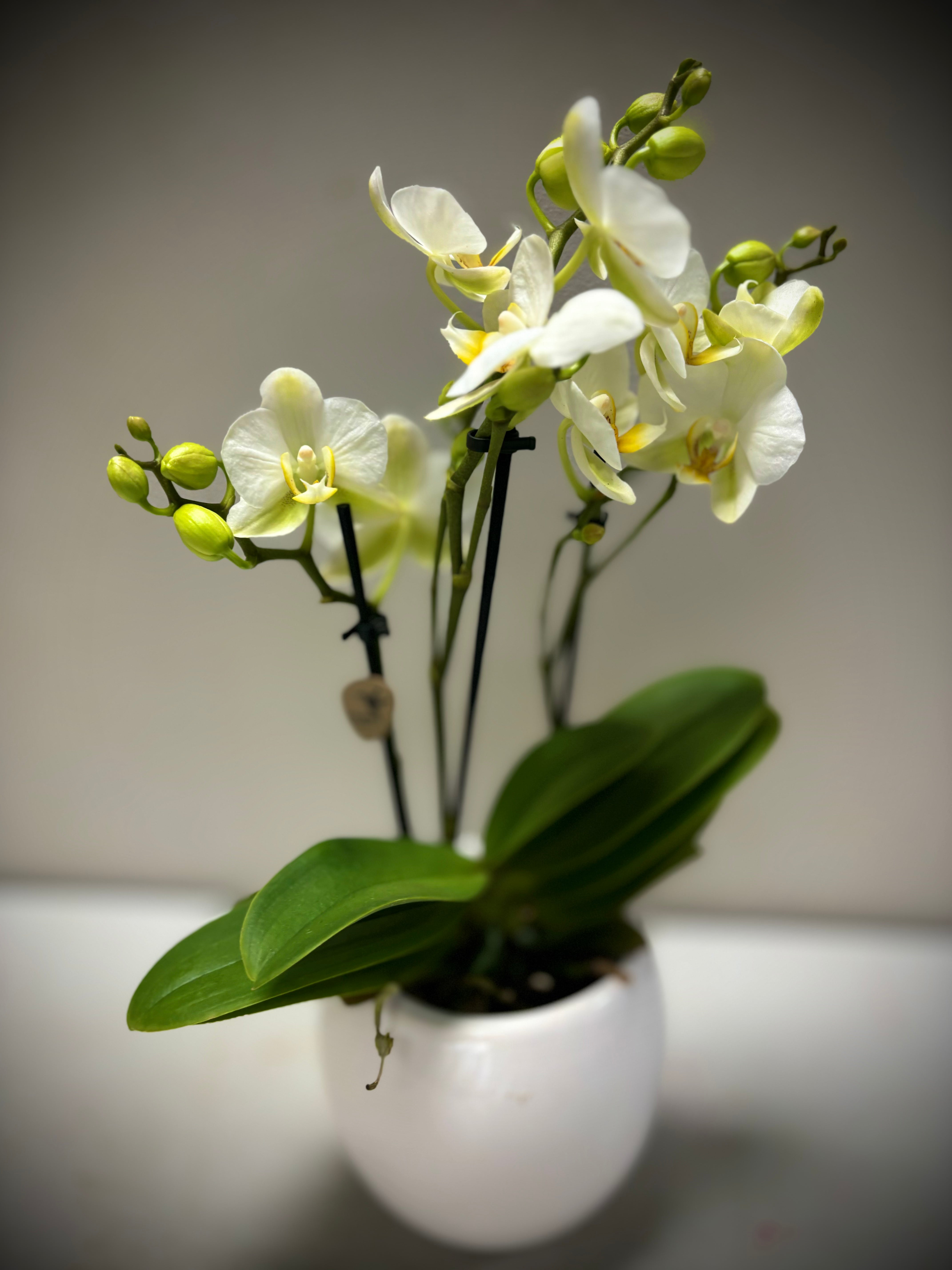 Orchidee mini (40cm hoog) wit bol pot