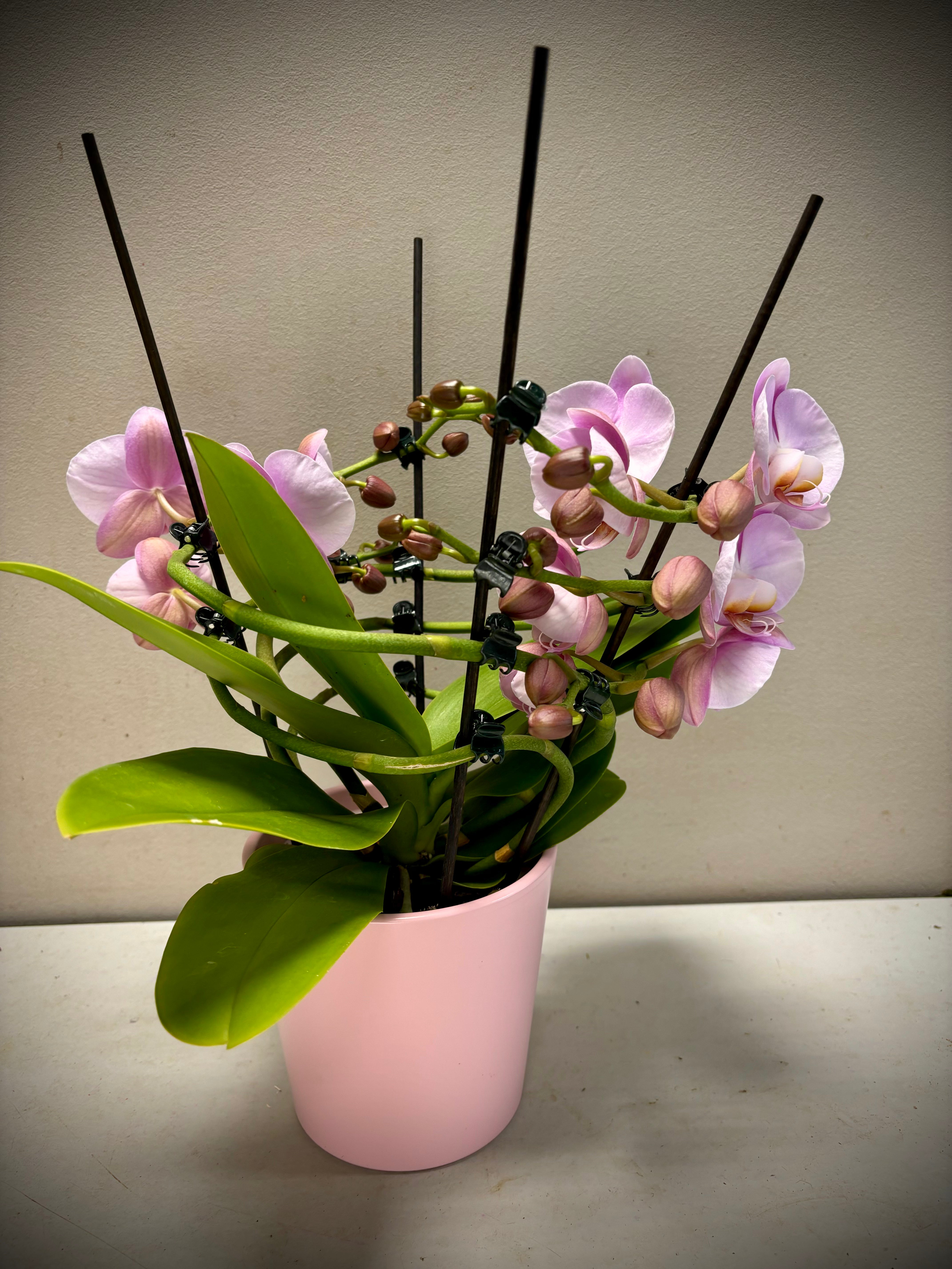 Orchidee twister roze + pot