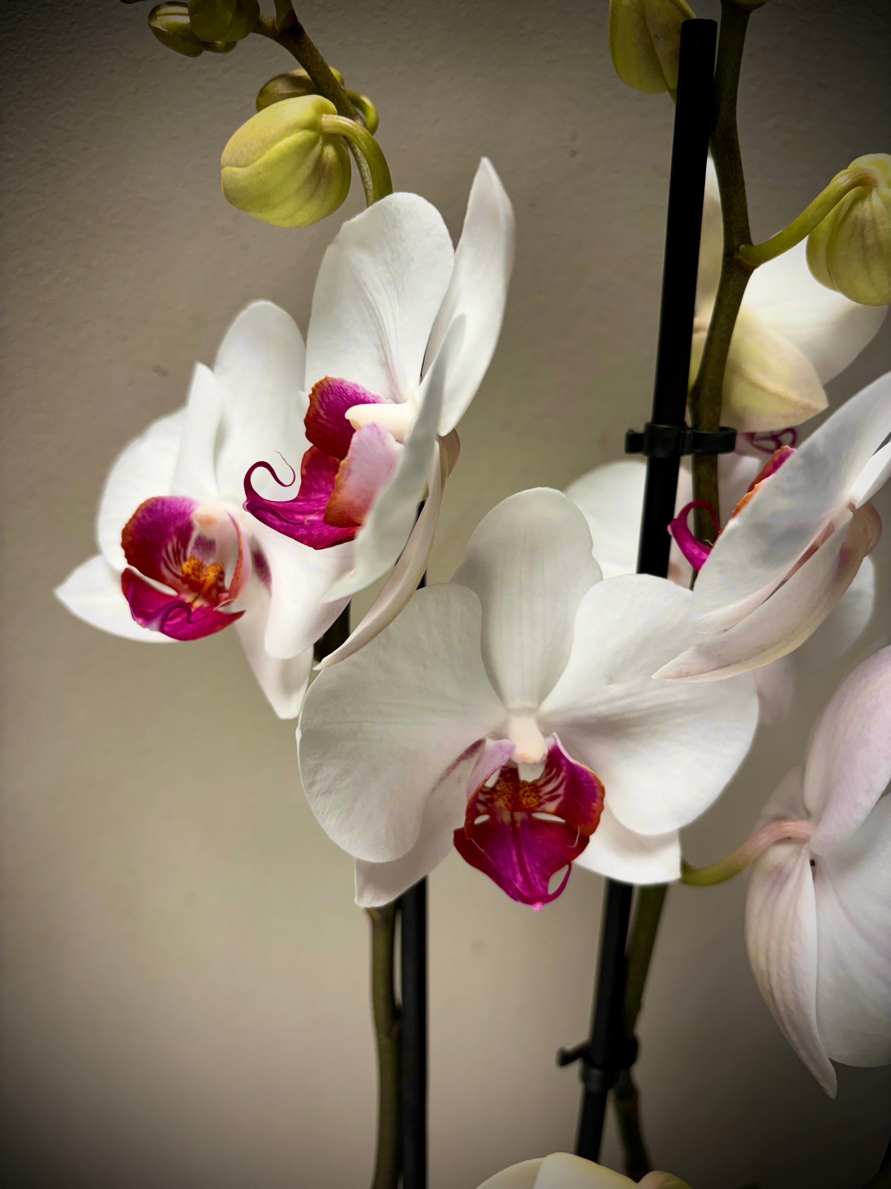 Orchidee Red lip