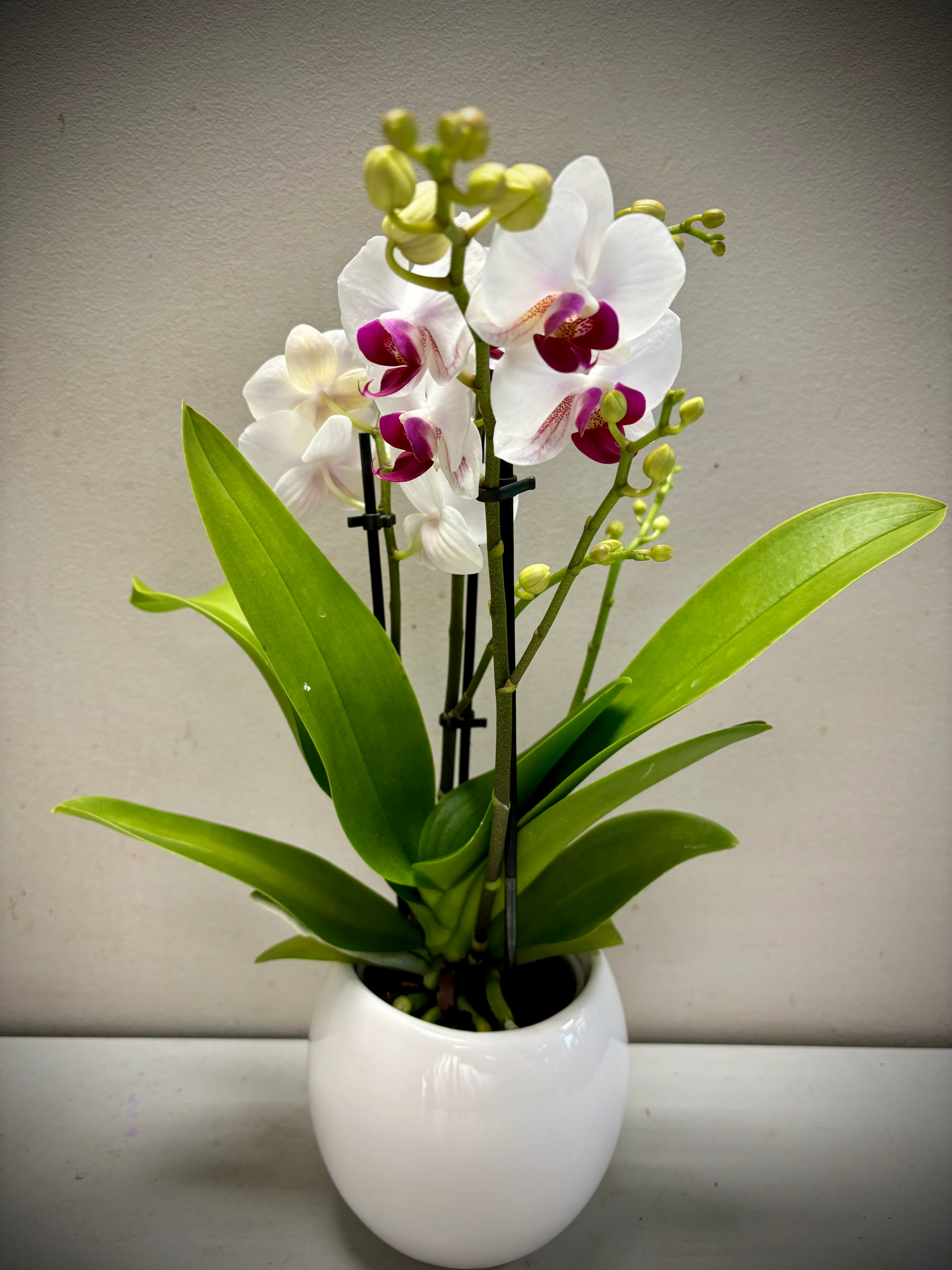Red lip orchidee medi (40cm) in bol pot