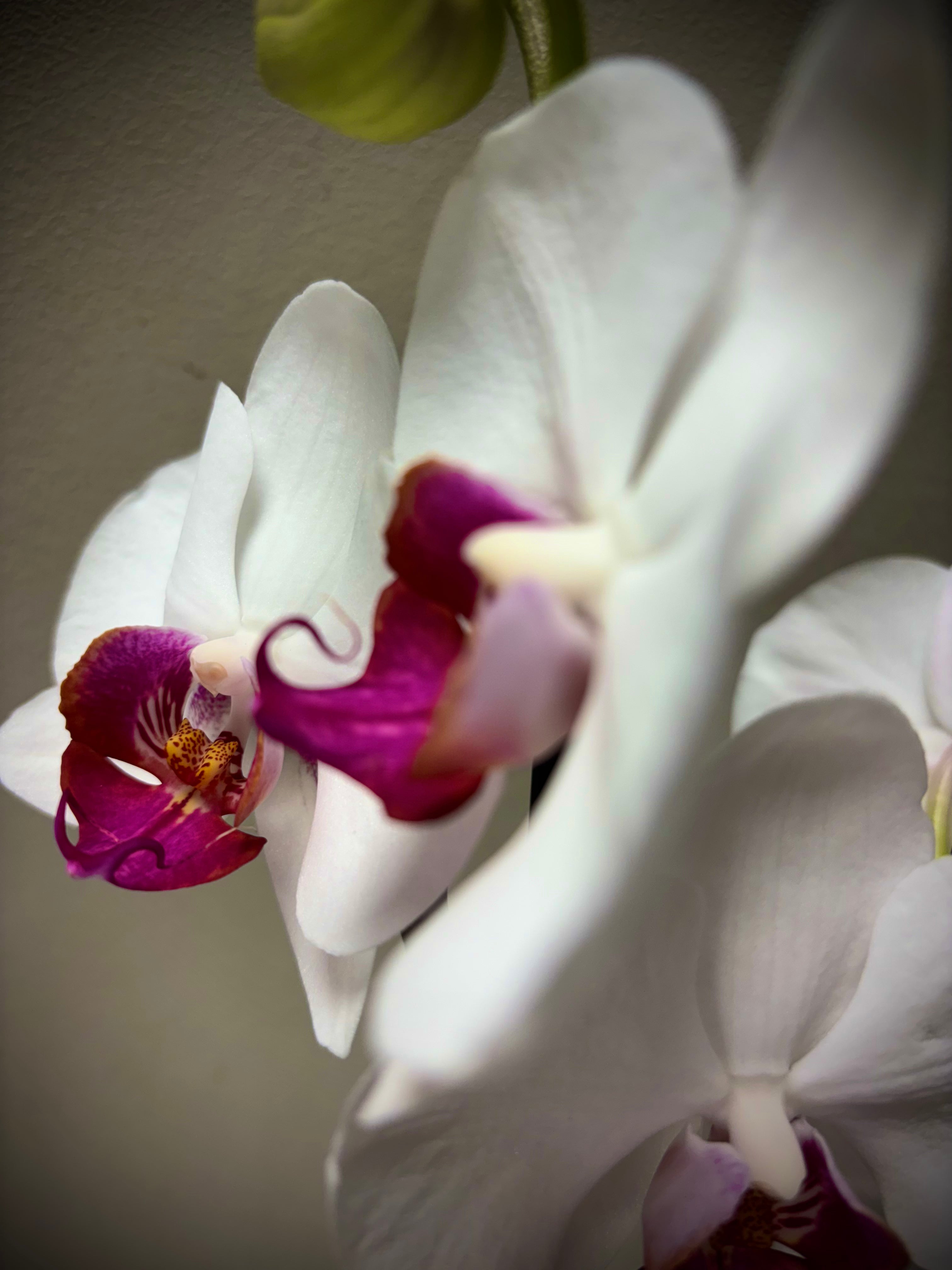 Orchidee Red lip