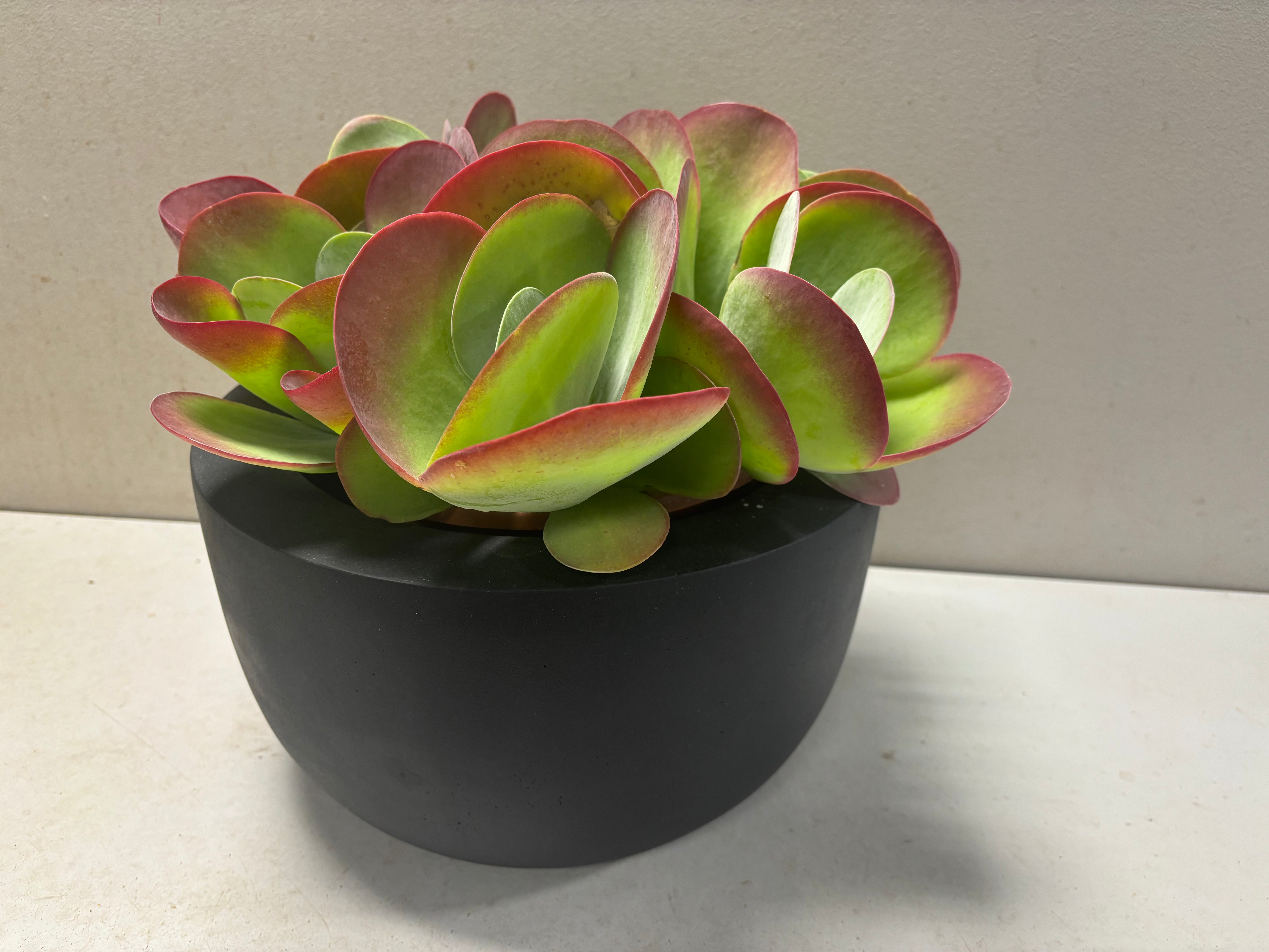 Kalanchoe thyrsiflora met prachtige pot
