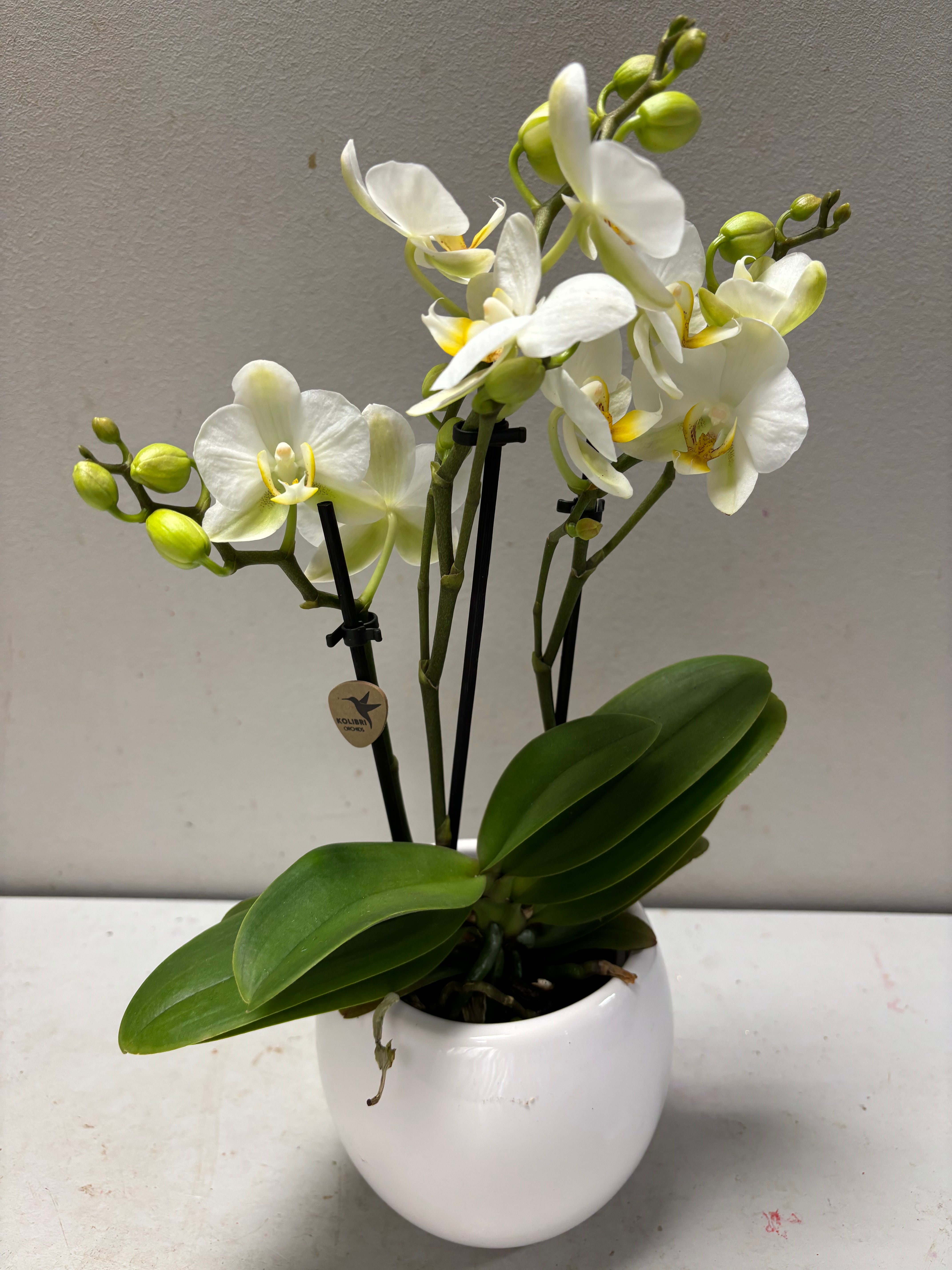 Orchidee mini (40cm hoog) wit bol pot