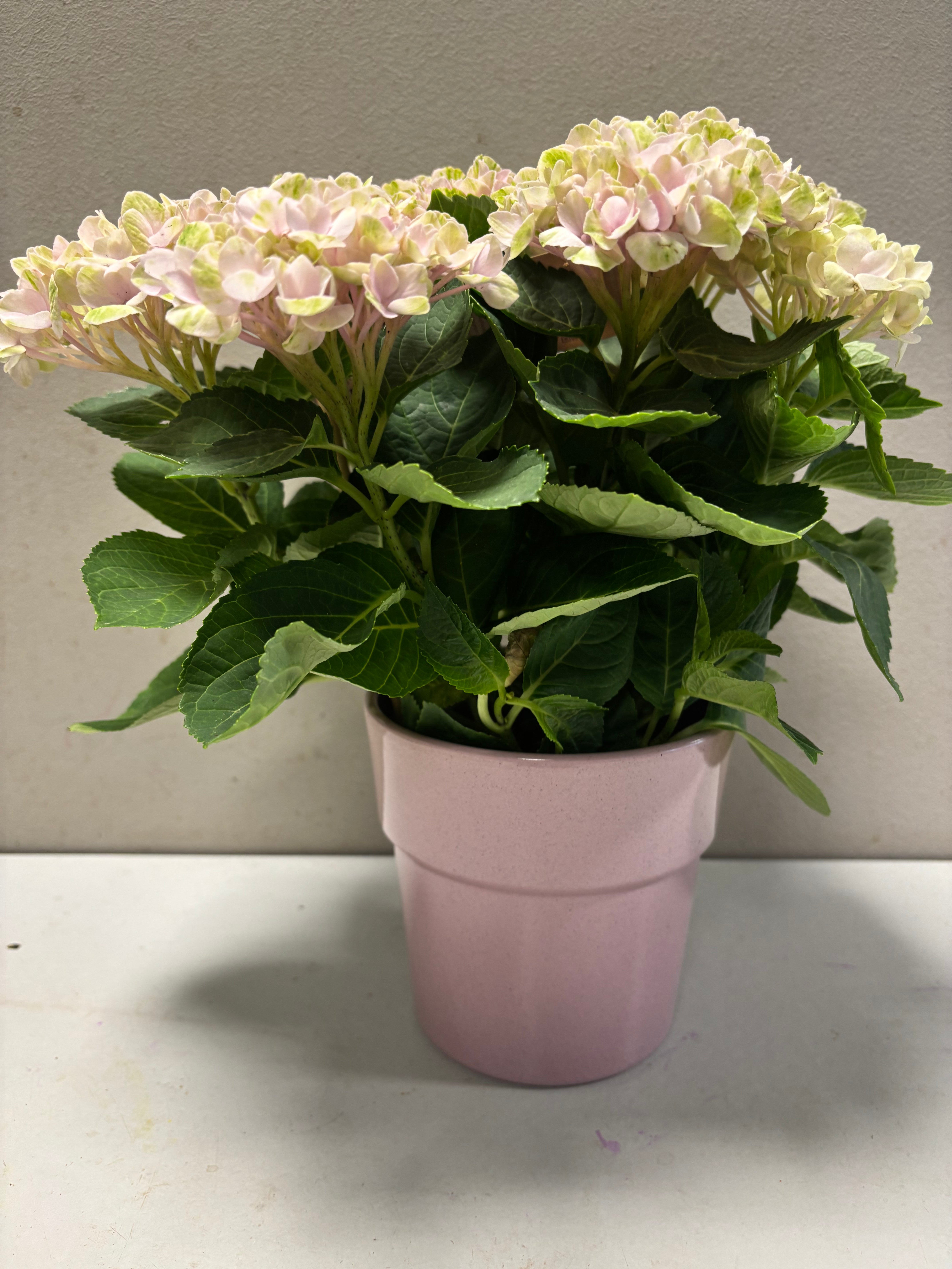 Hortensia magical roze met pot