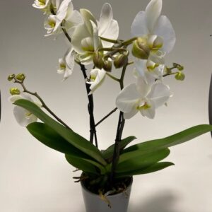 Orchidee wit 2-tak