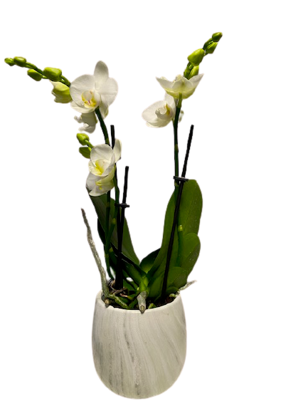 Orchidee in mini marble pot
