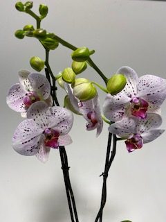 Orchidee spikkel 2-tak 'Goya'