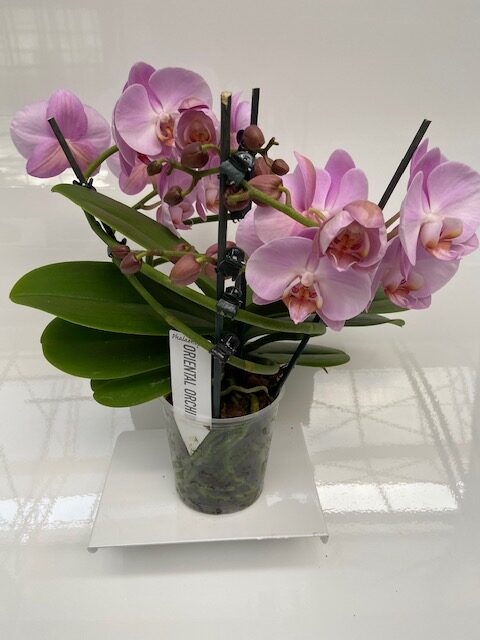 Orchidee twister roze + pot