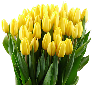 Tulp geel strong gold (per 10st - minimum 20st)