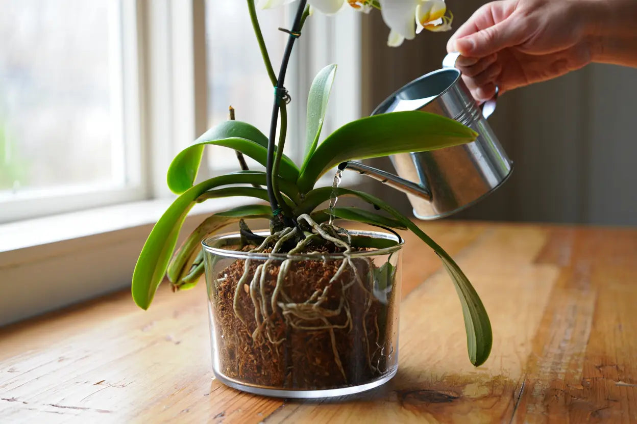 Orchidee verzorgen: water geven, standplaats en onderhoud
