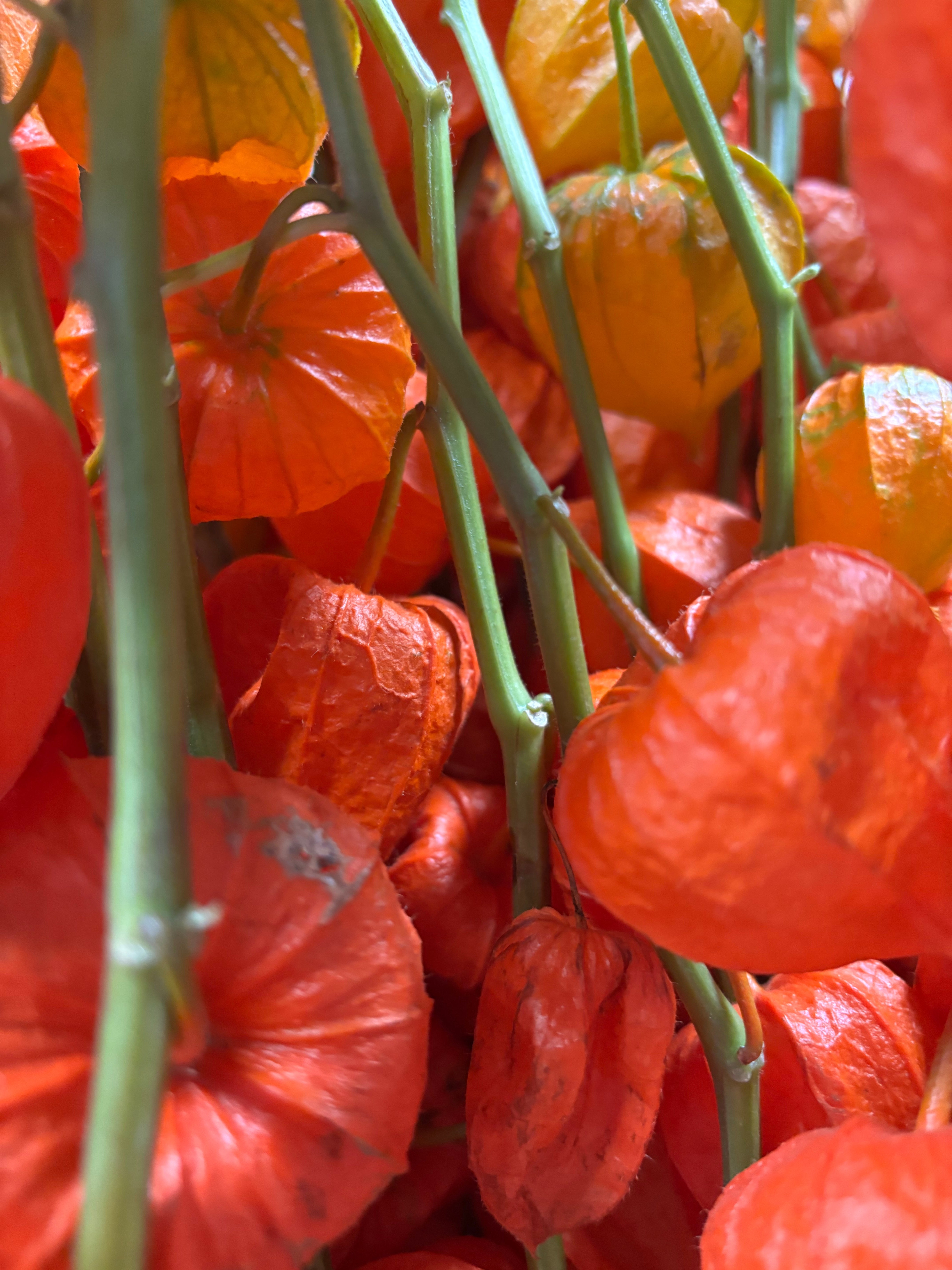 🍂 Herfst bij Bloemonline: warme bloemen om het seizoen te vieren