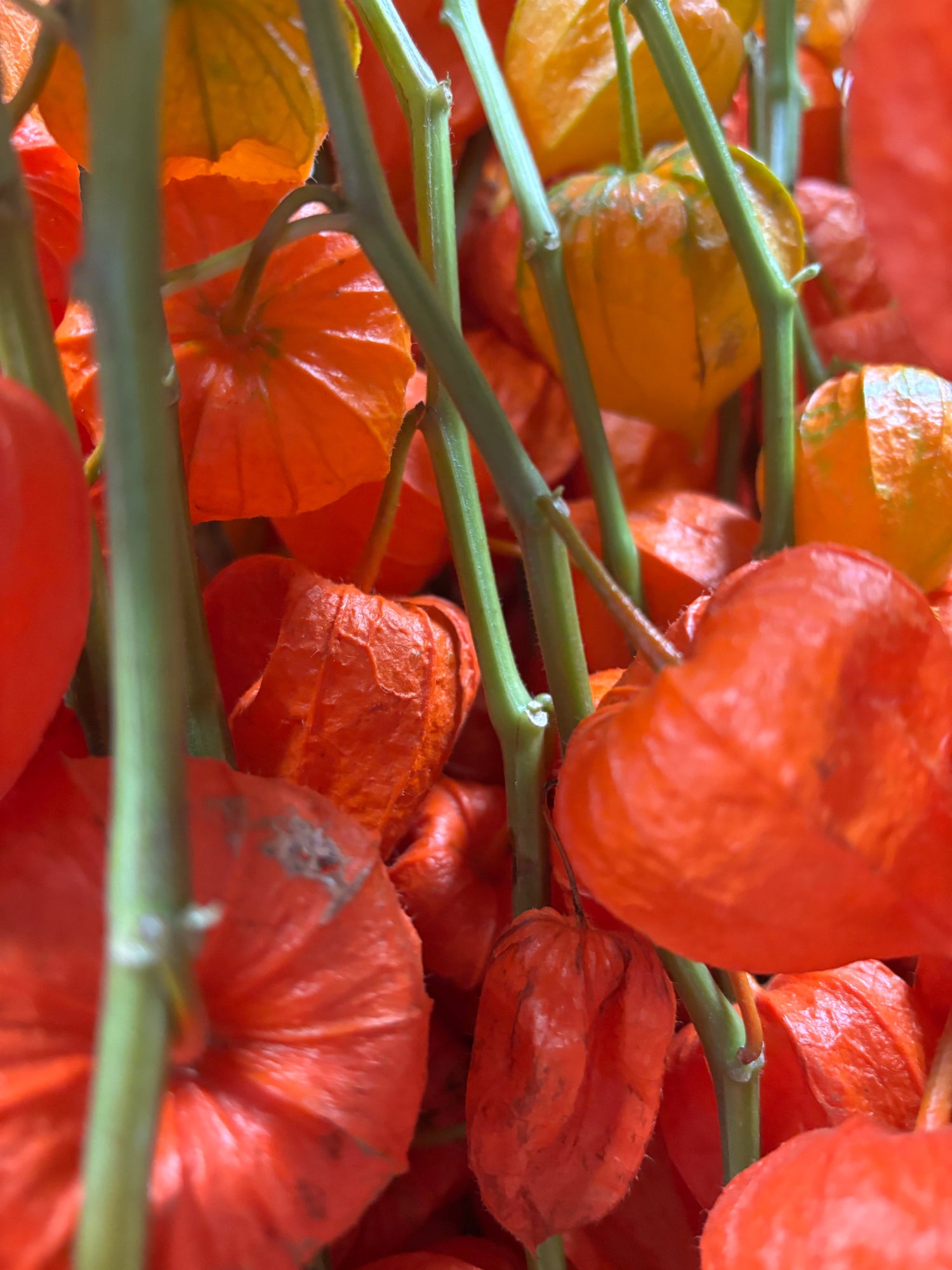 Bloemenwinkel nieuwpoort | Bloemist met verse bloemen