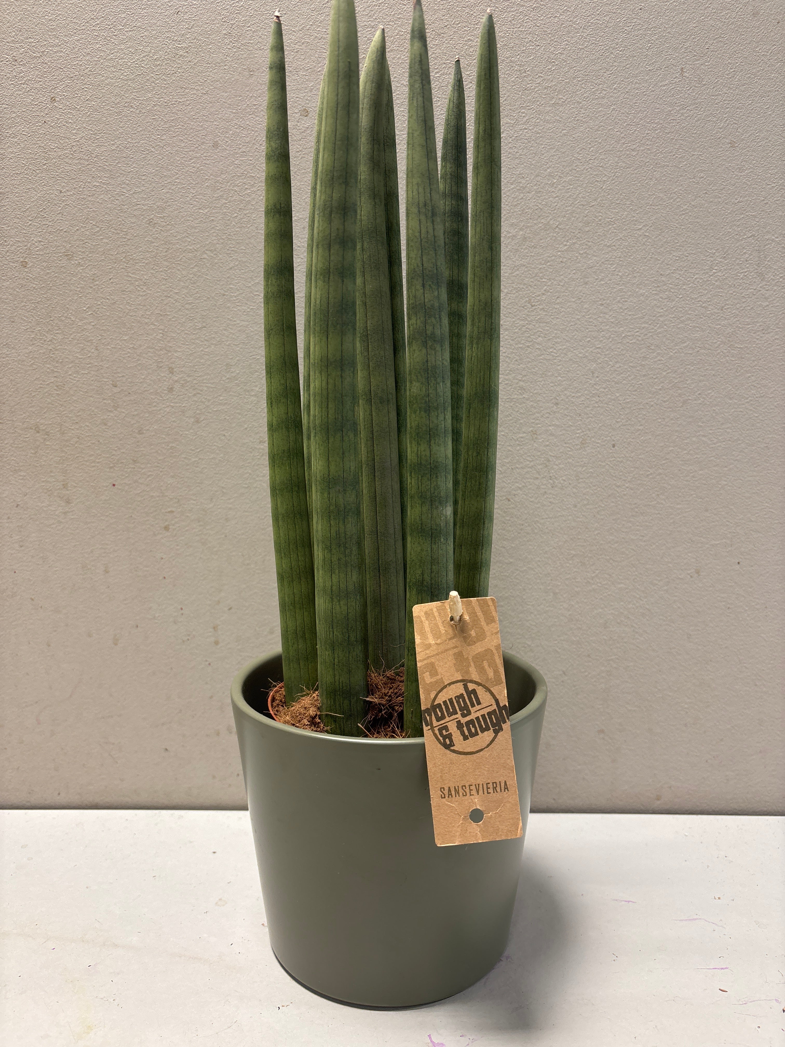 Sanseviera Cylindrica met  donker groene pot