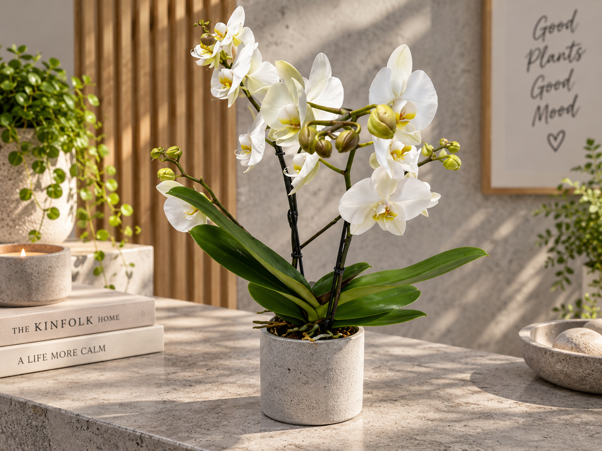 Orchidee wit 2-tak