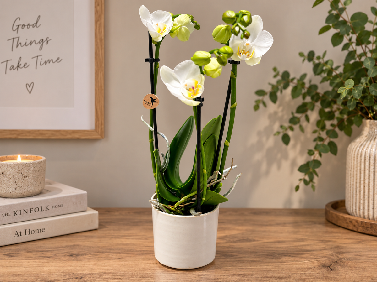 Mini orchidee in witte bolpot – compacte phalaenopsis van 40 cm hoog