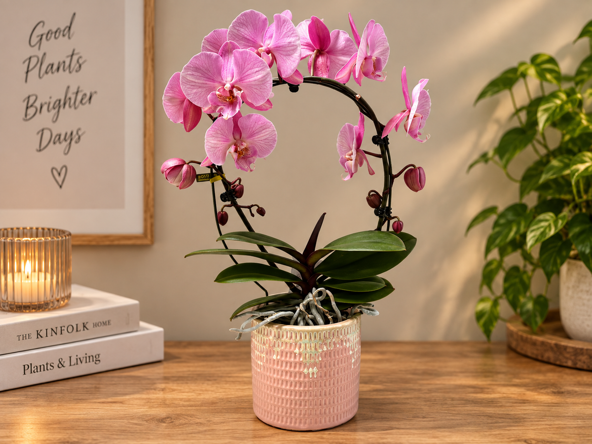 Orchidee spiegel special Thai