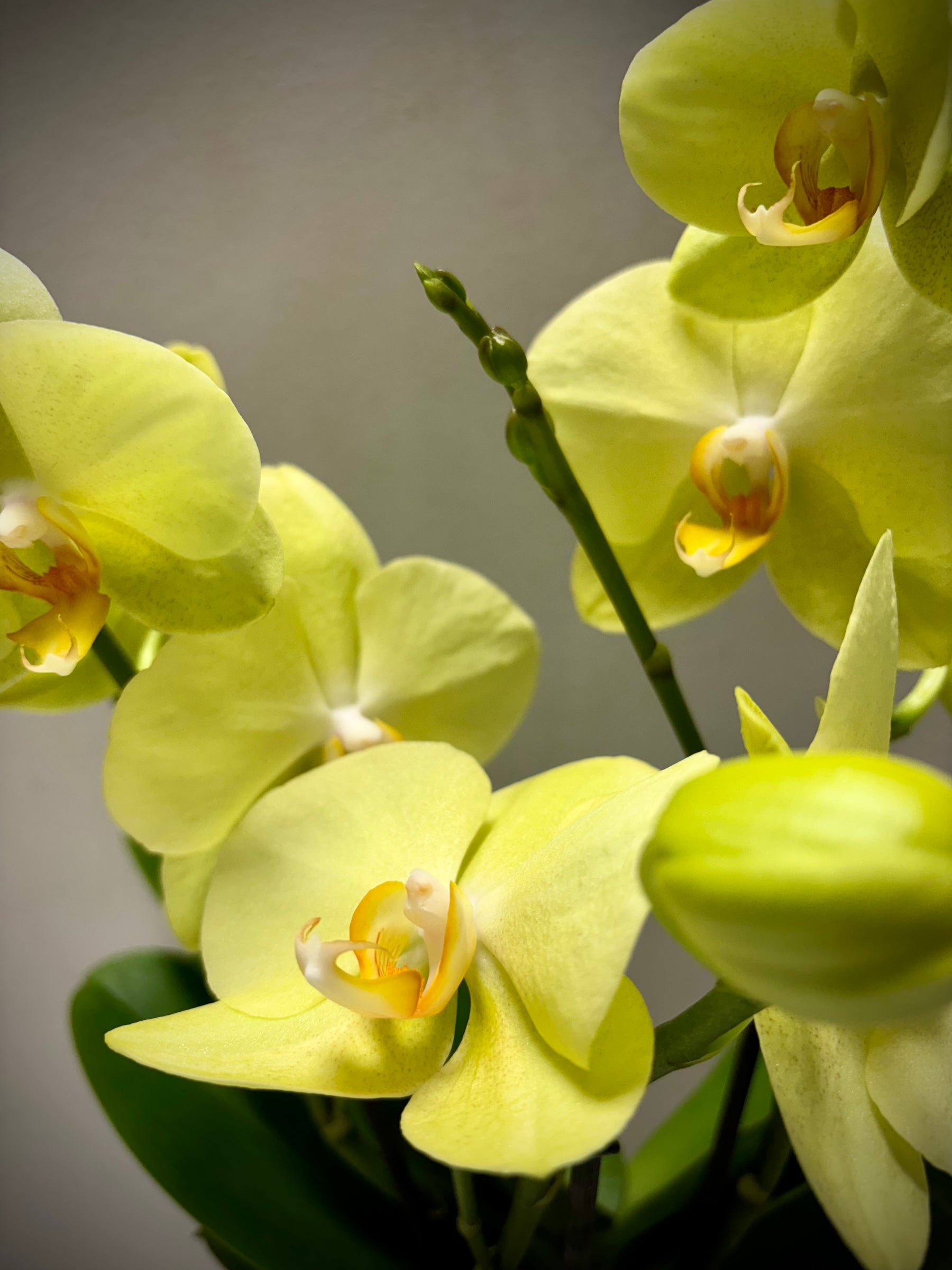 Orchidee Tablo geel + pot