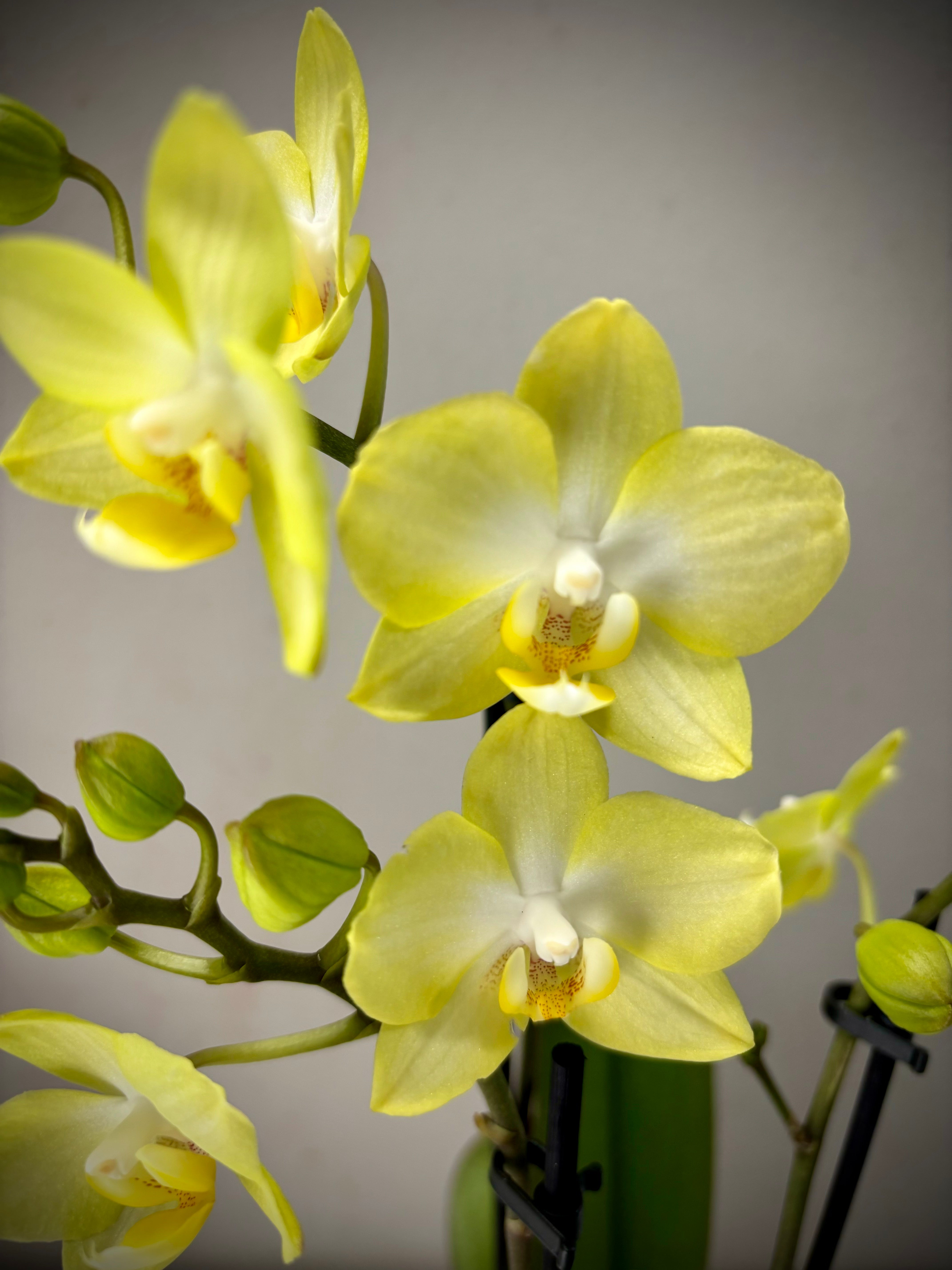 Mini orchidee geel