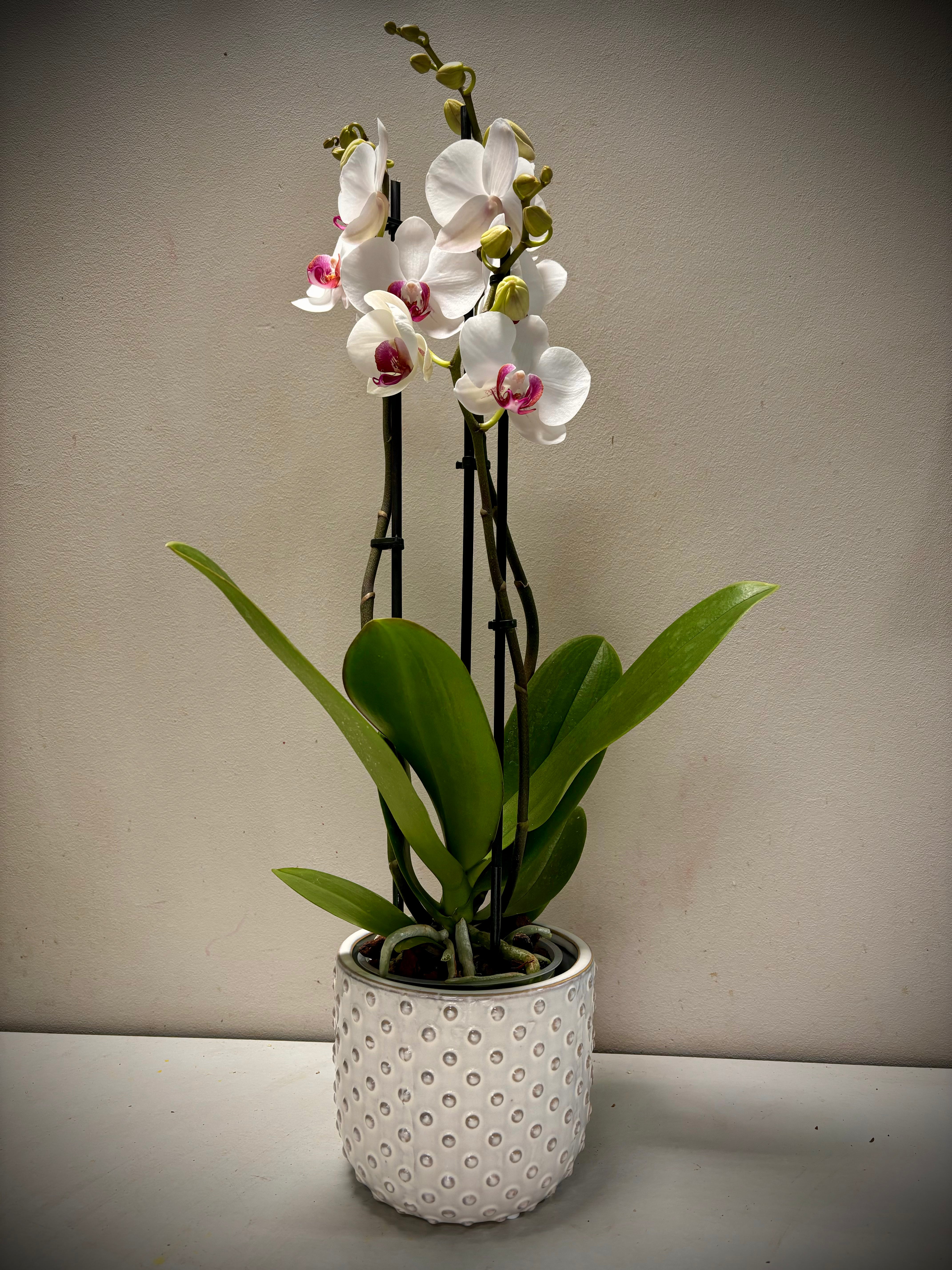 Orchidee Red lip