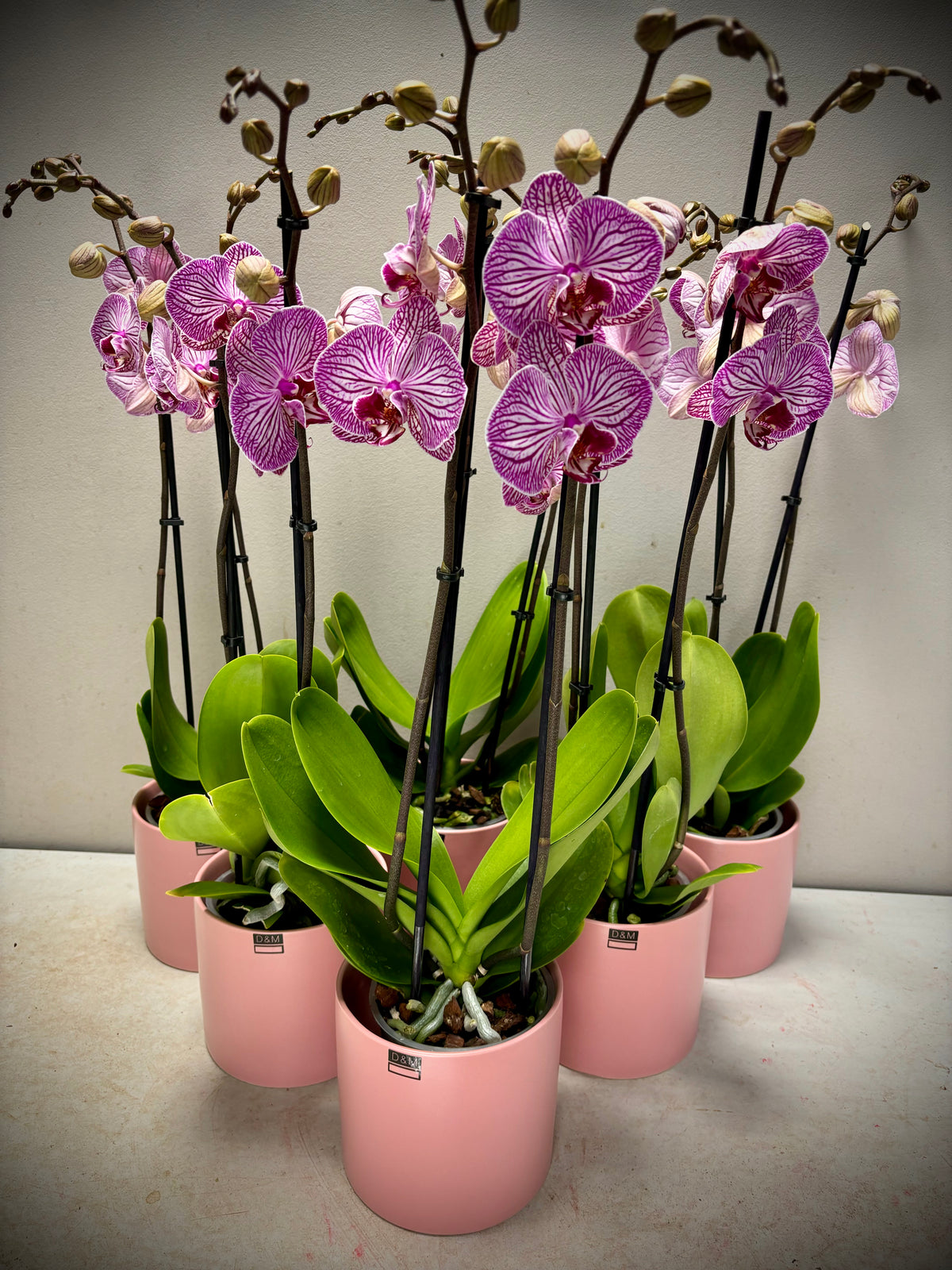 Orchidee generfd paars 2-tak met pot