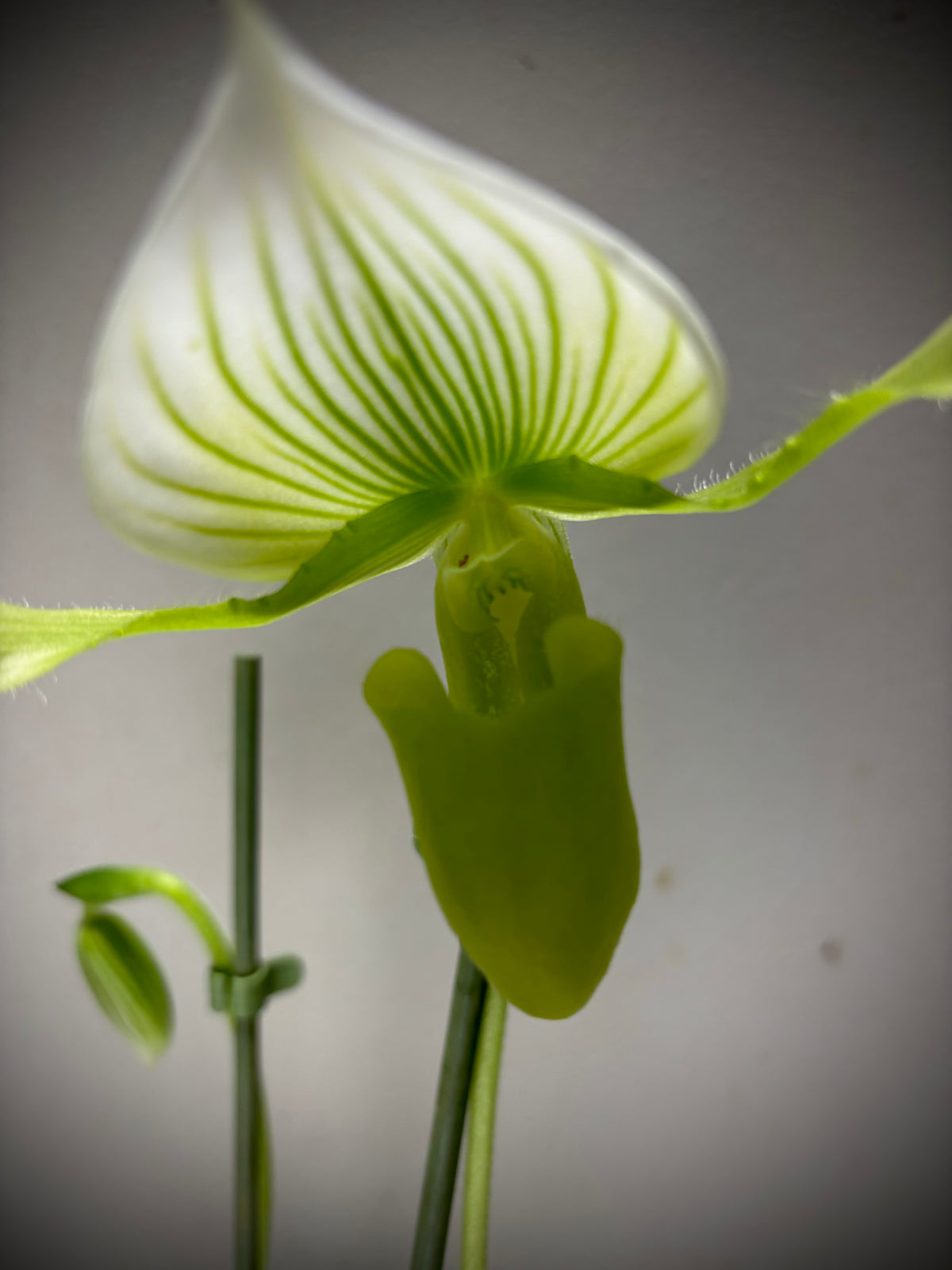 Orchidee Venus groen