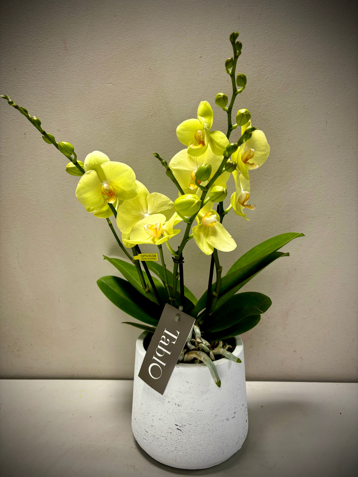 Orchidee Tablo geel + pot