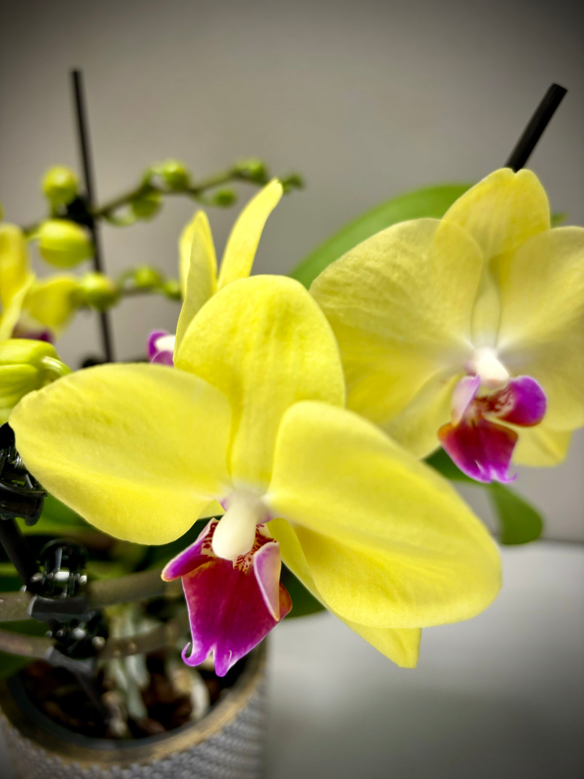 Orchidee twister geel met pot