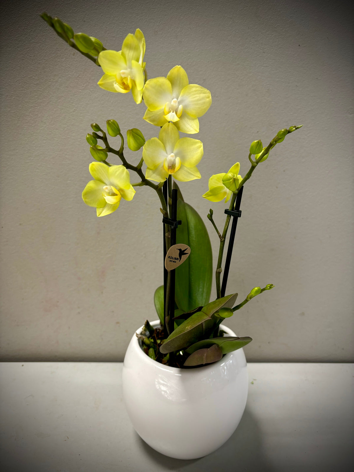 Mini orchidee geel