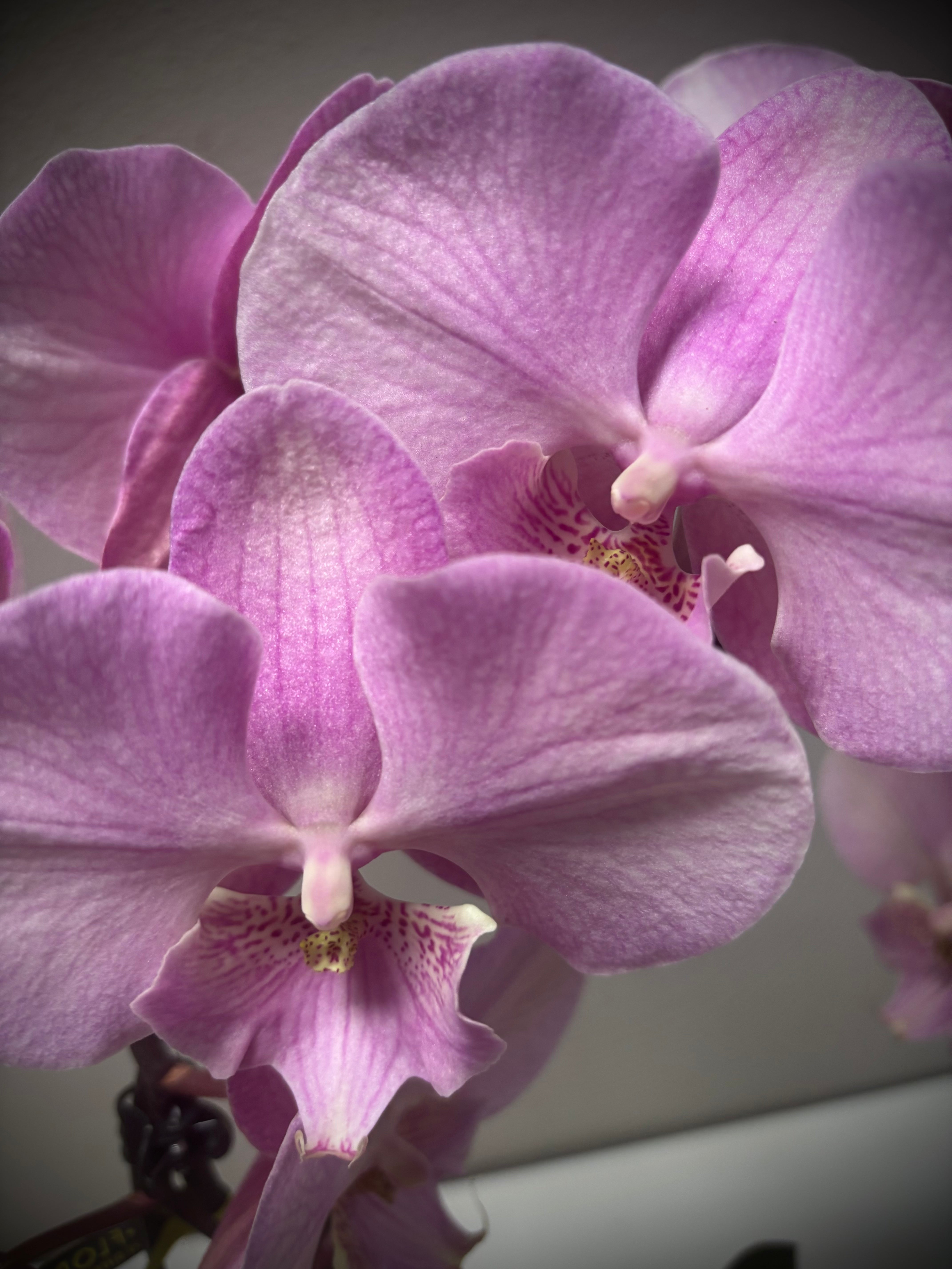 Orchidee spiegel special Thai