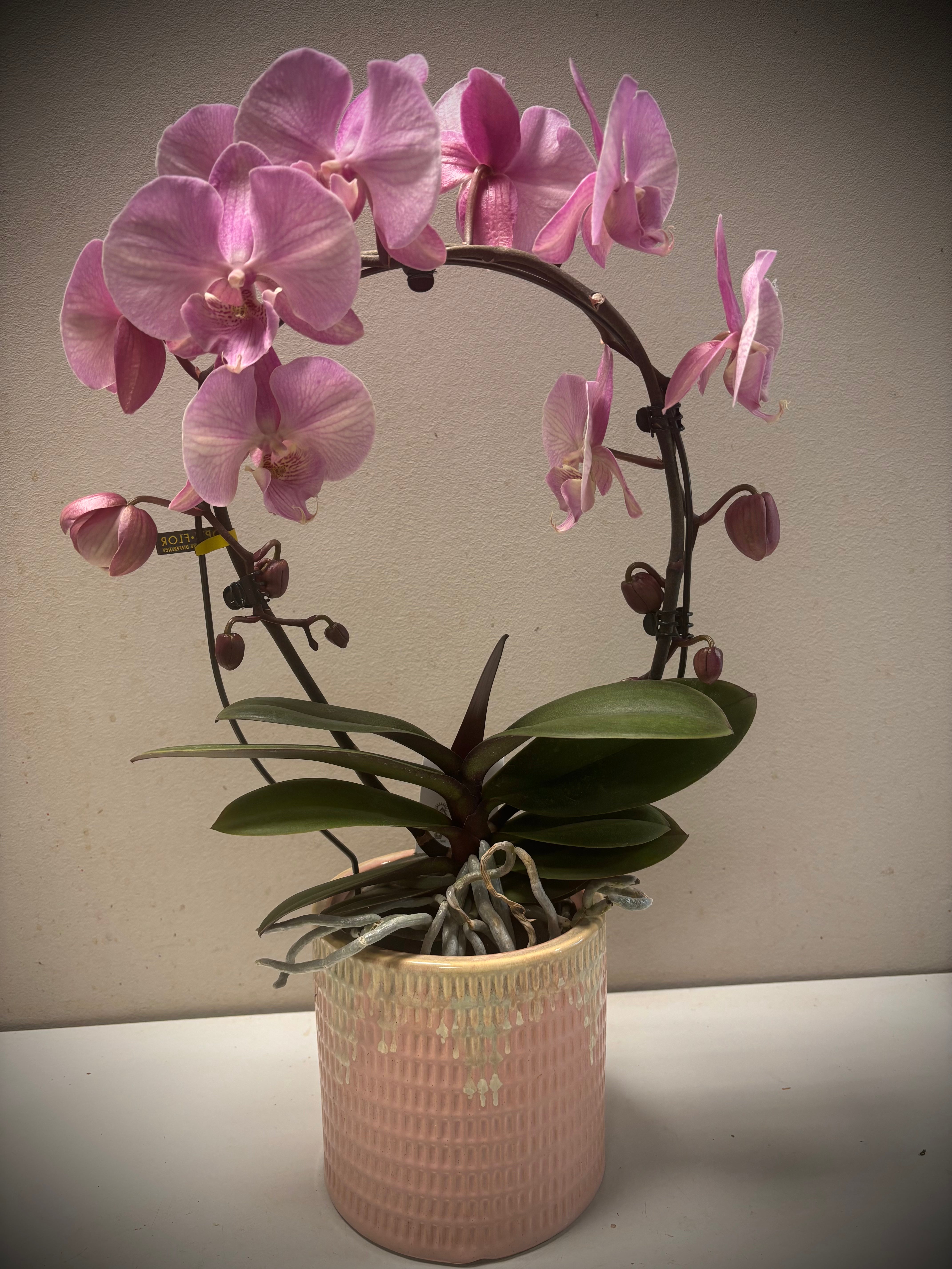 Orchidee spiegel special Thai