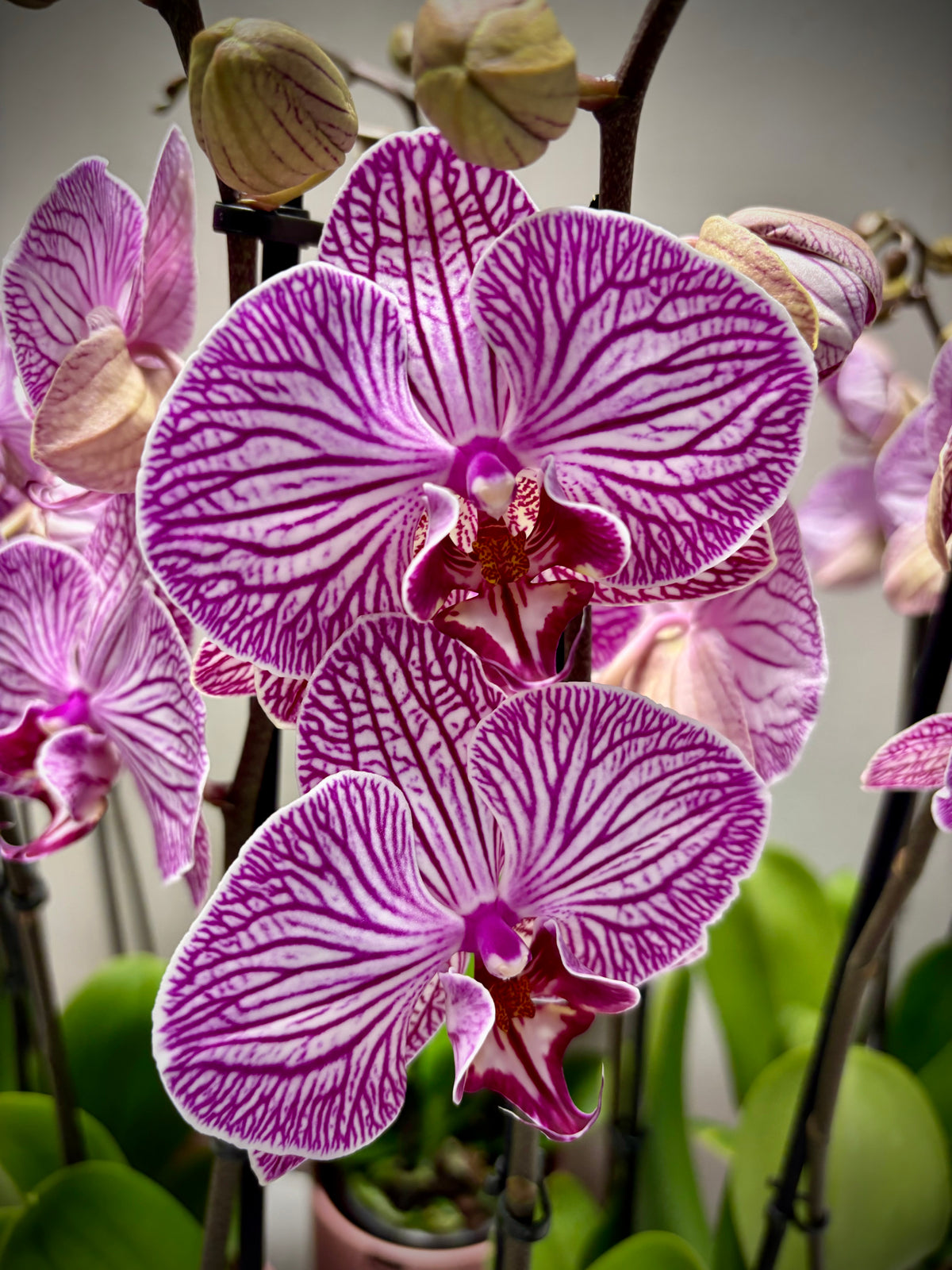 Orchidee generfd paars 2-tak met pot