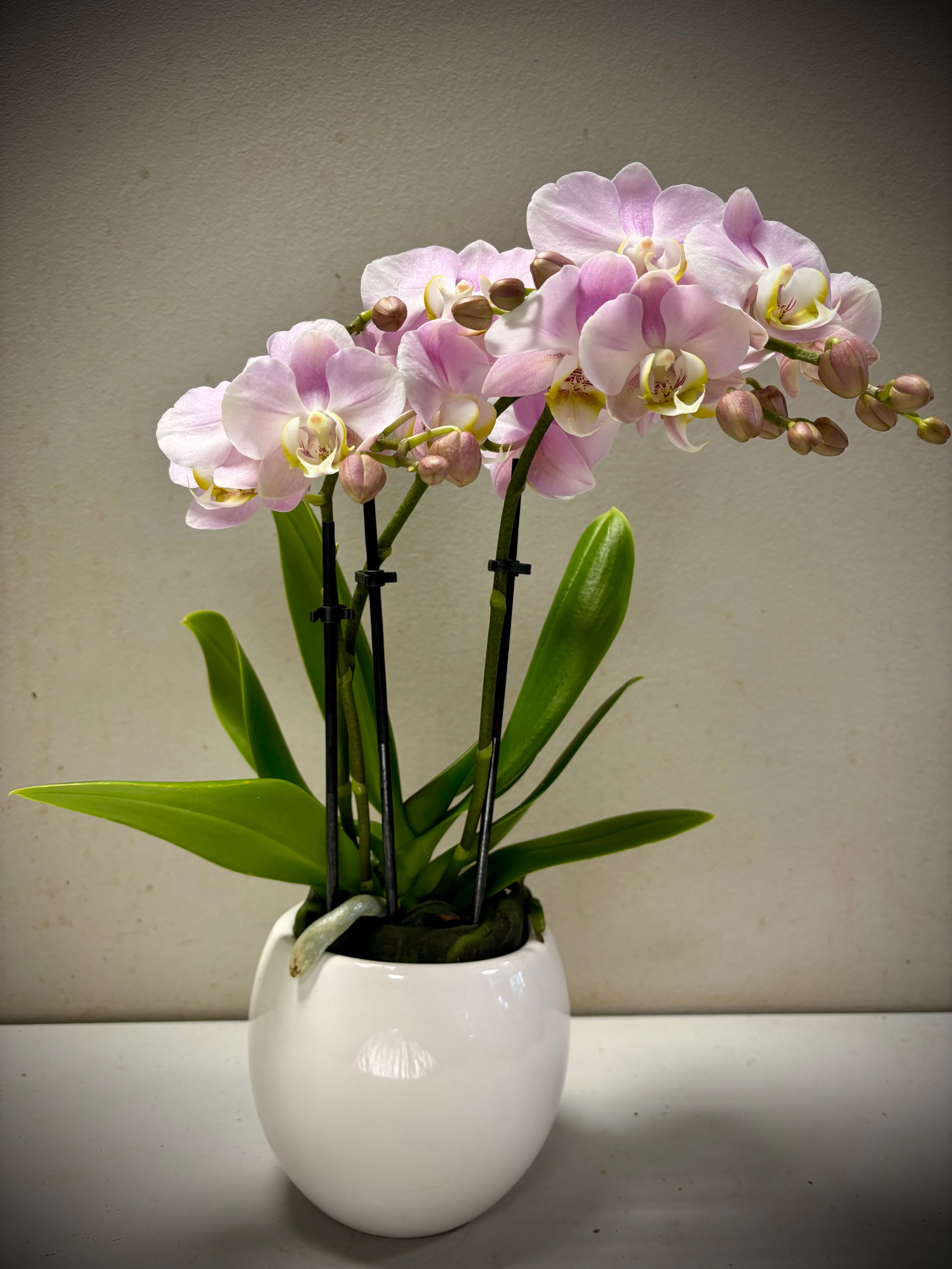 Orchidee Medi licht roze met bolpot