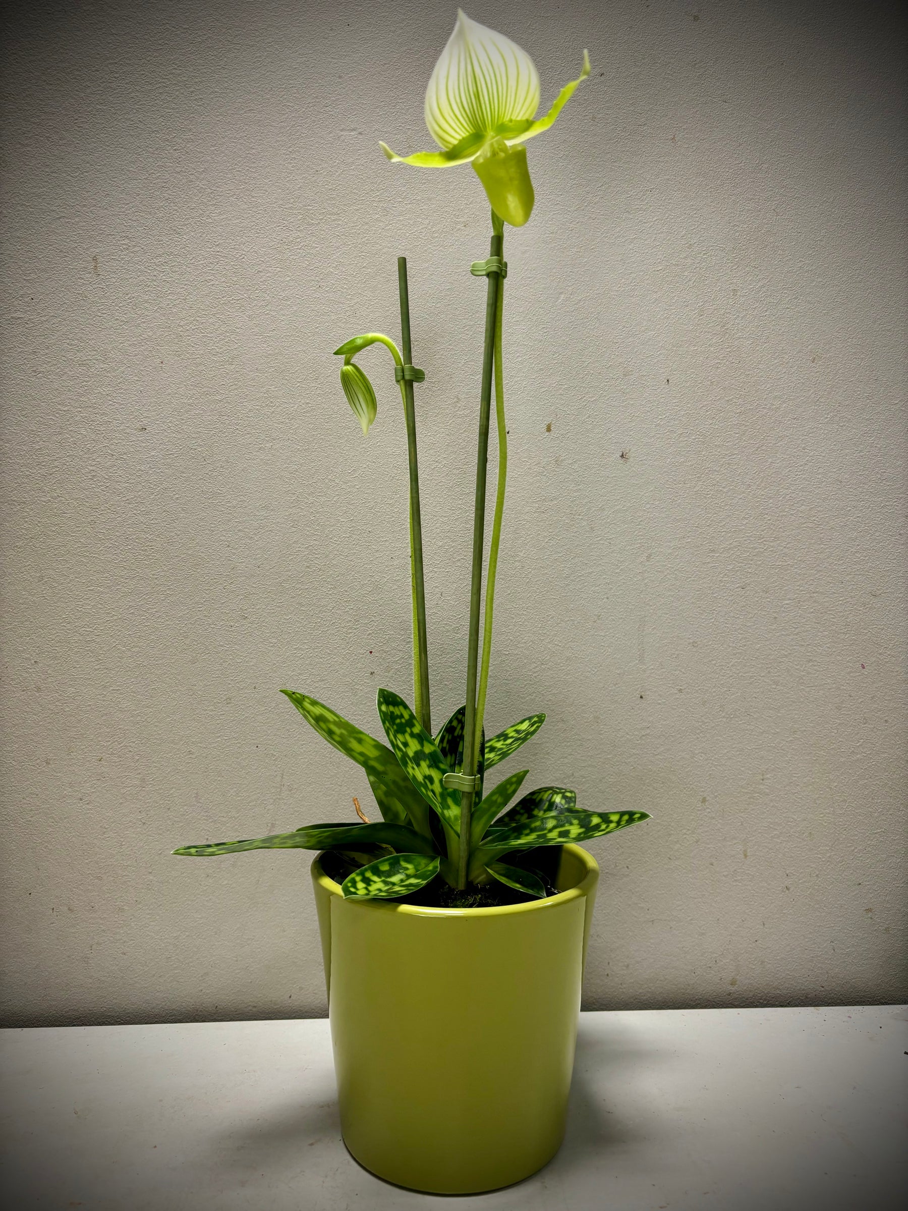 Orchidee Venus groen