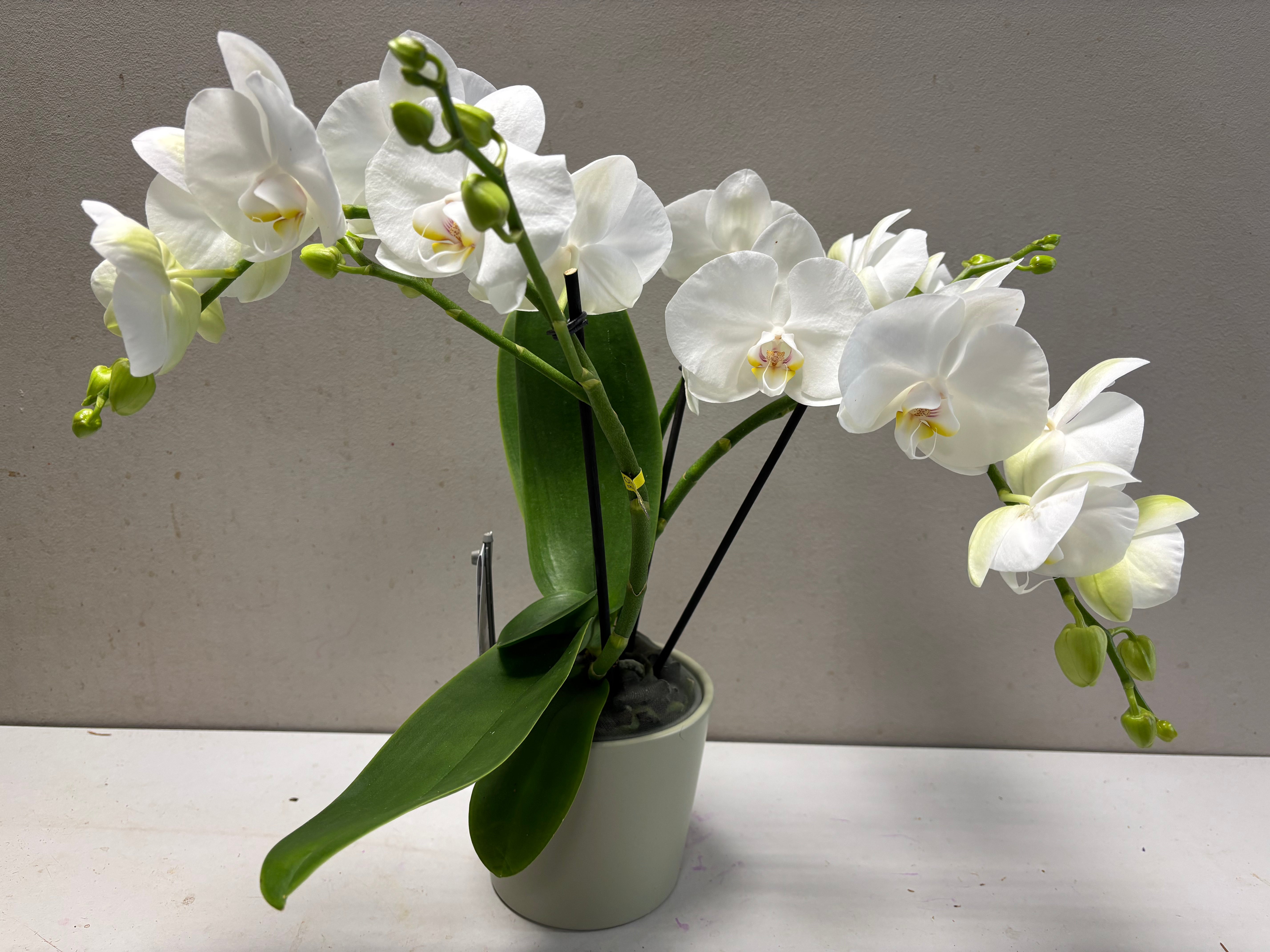 Orchidee Tablo + pot