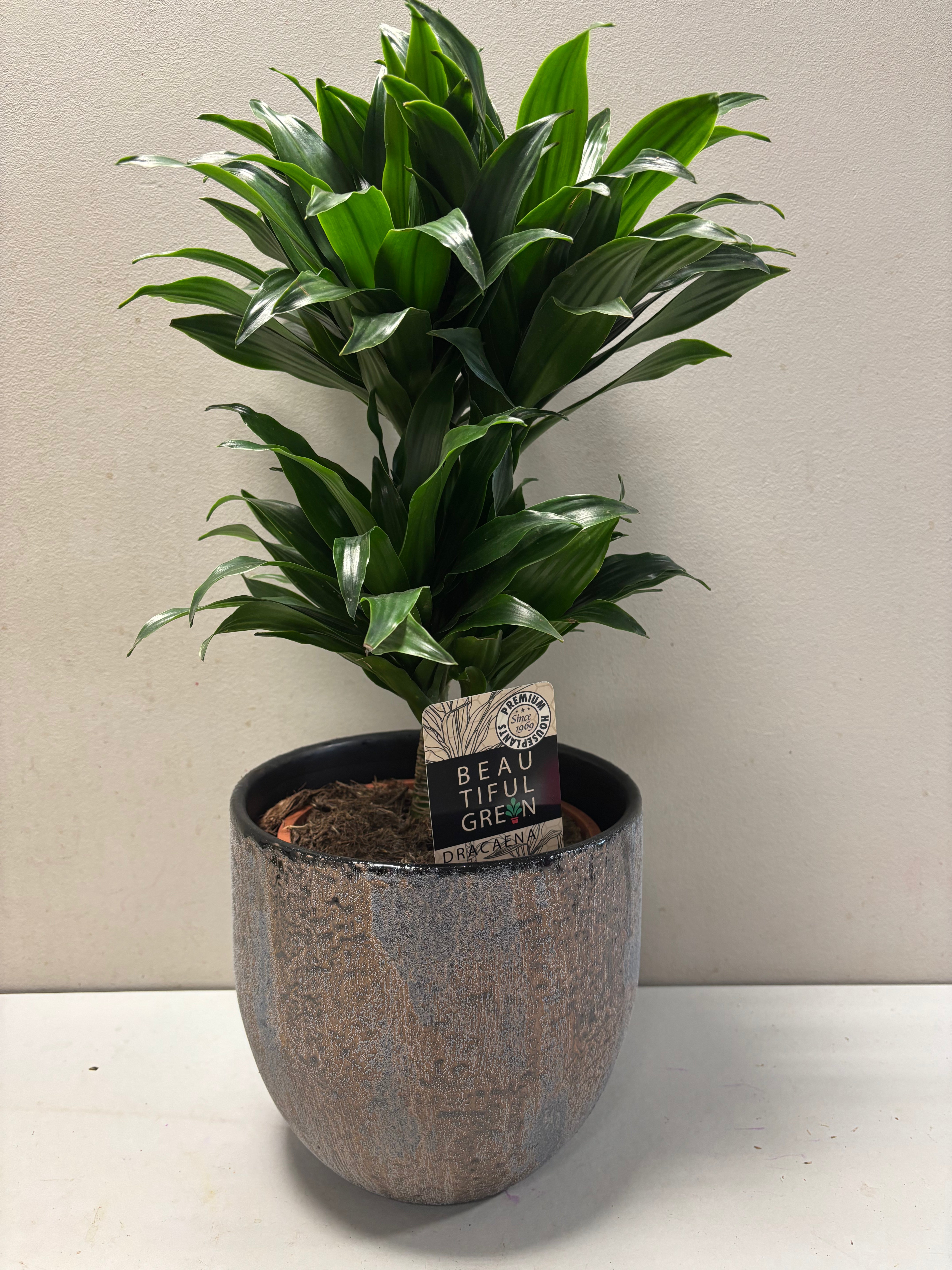 Dracaena met Portugese keramiek pot