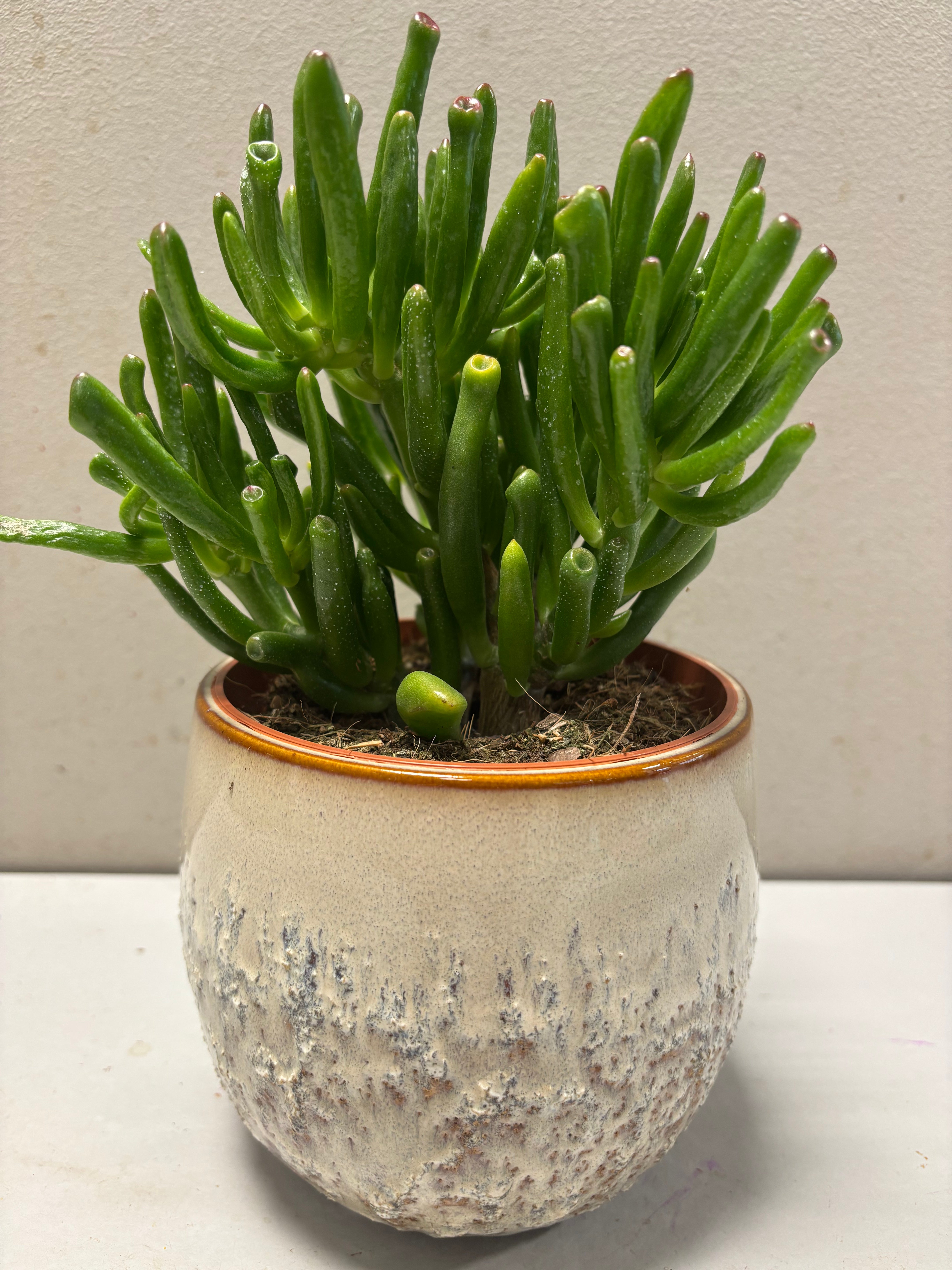 Crassula Ovata Horntree met portugese keramiek pot