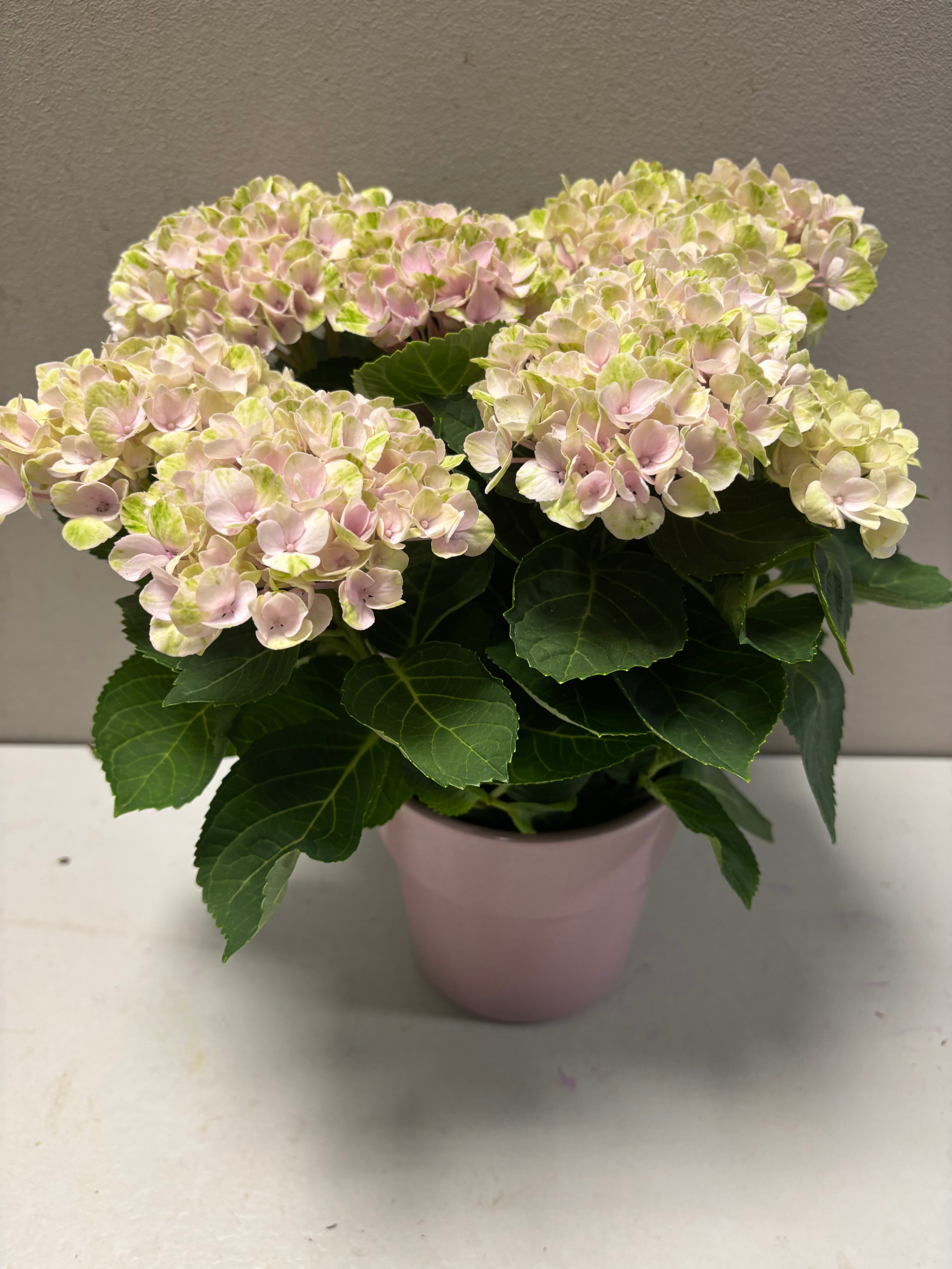 Hortensia magical roze met pot