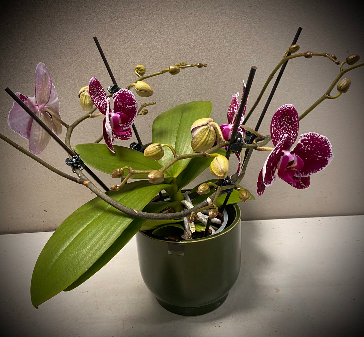 Orchidee twister Thailand