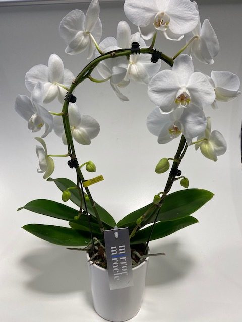 Spiegel witte orchidee met pot