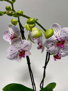 Orchidee spikkel 2-tak 'Goya'