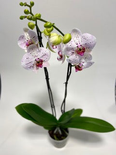 Orchidee spikkel 2-tak 'Goya'