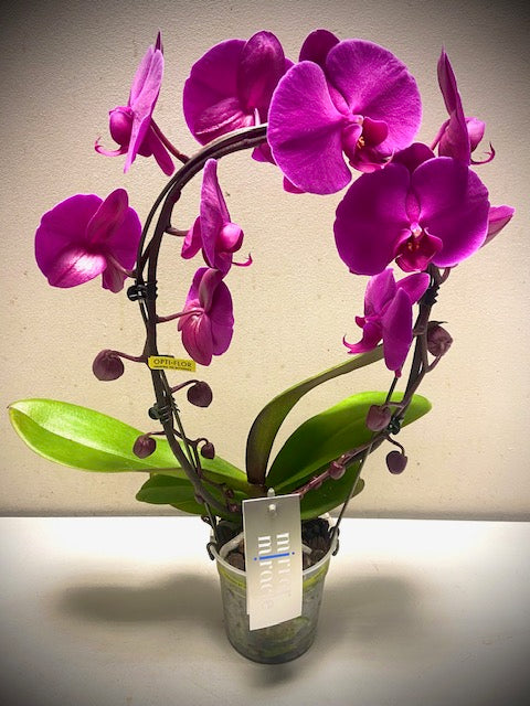 Orchidee spiegel paars