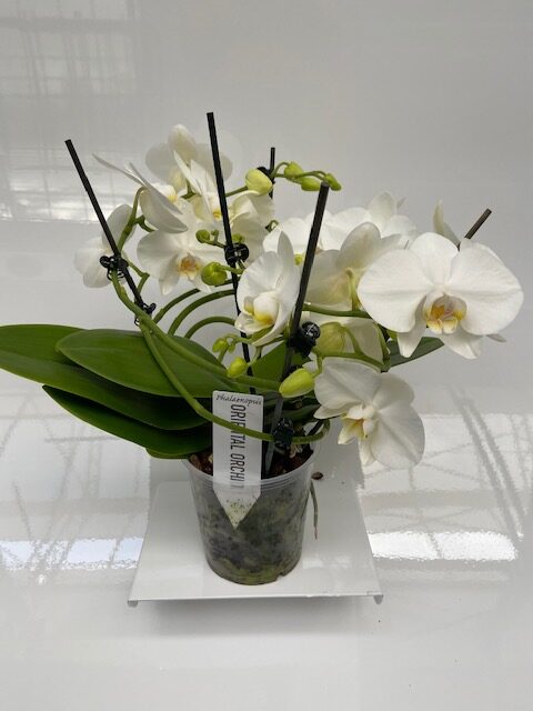 Orchidee twister wit zonder pot