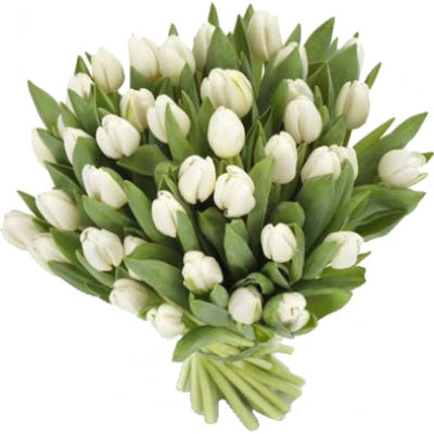 Tulpen wit (per 10 stuks)